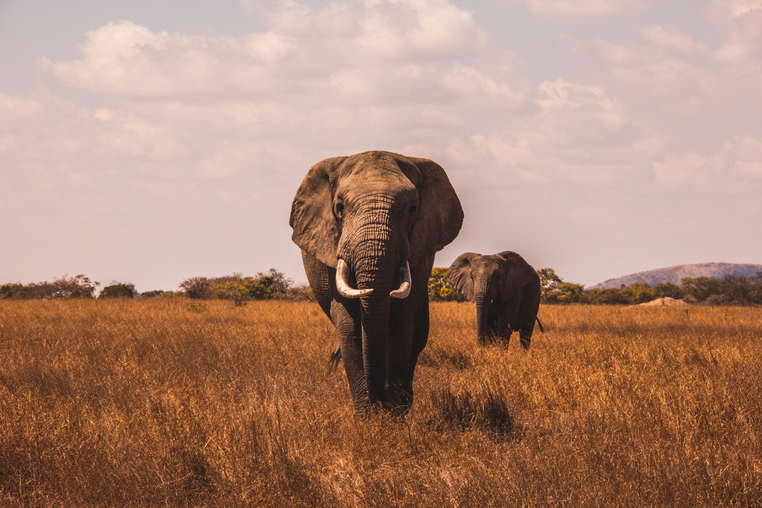 Safari Elopement in Kruger National Park South Africa