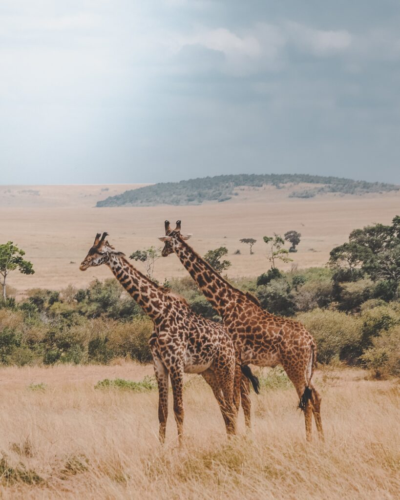 Safari elopement destination in Kruger National Park