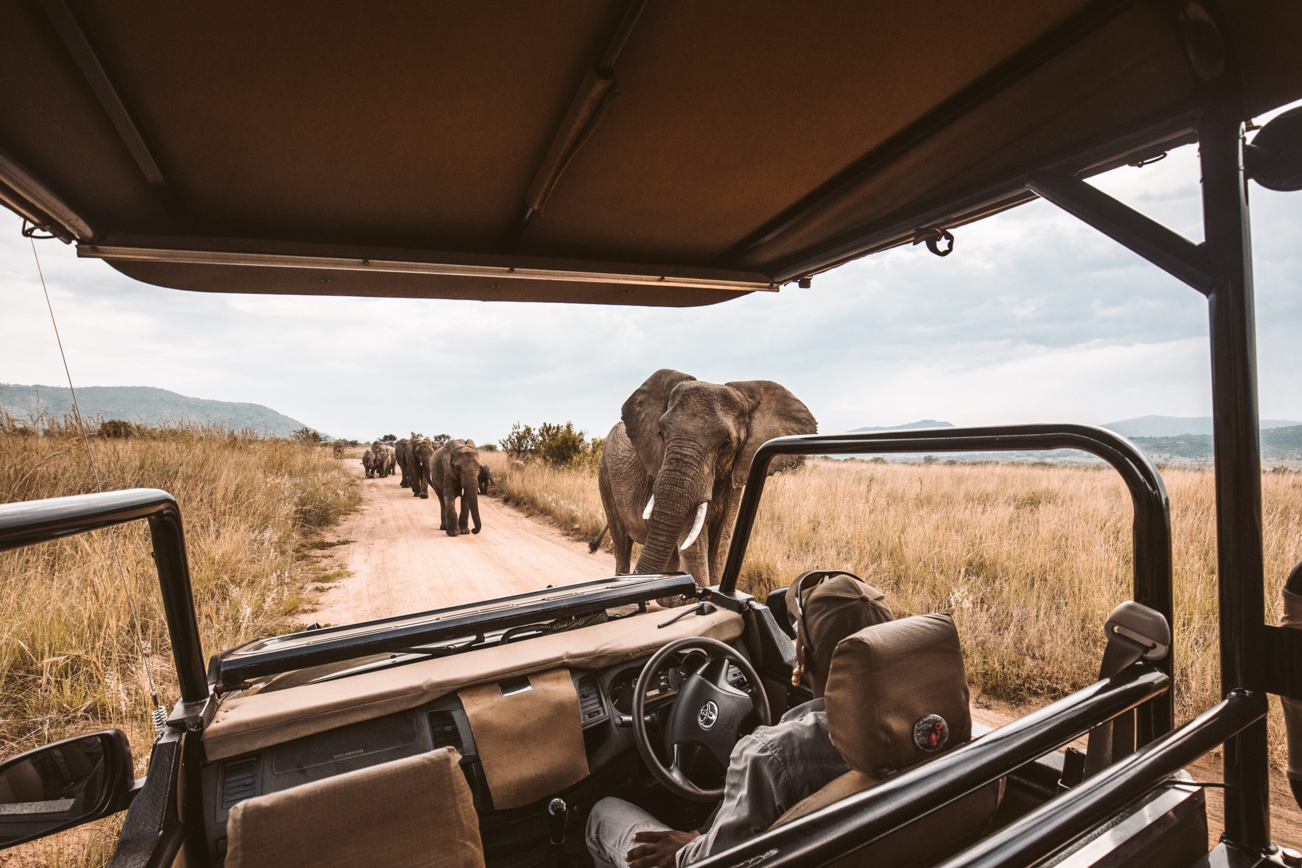 Elopement safari wild life drive on honeymoon in South Africa