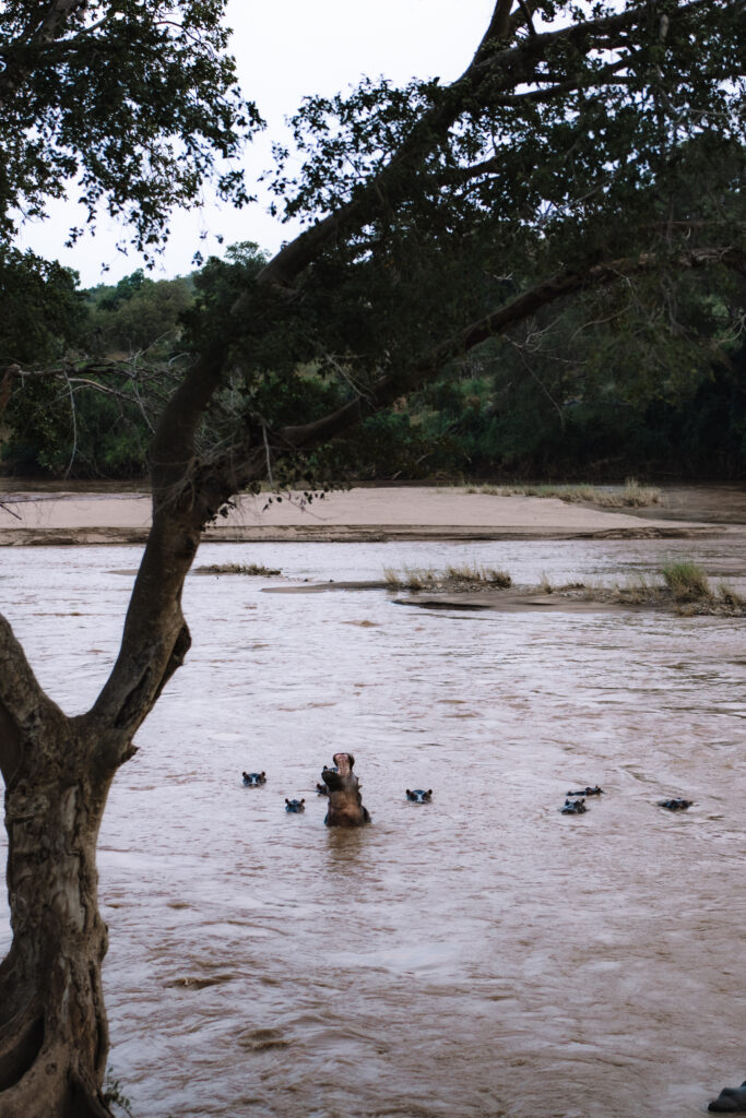Hippos standing in a river at a South African private game reserve