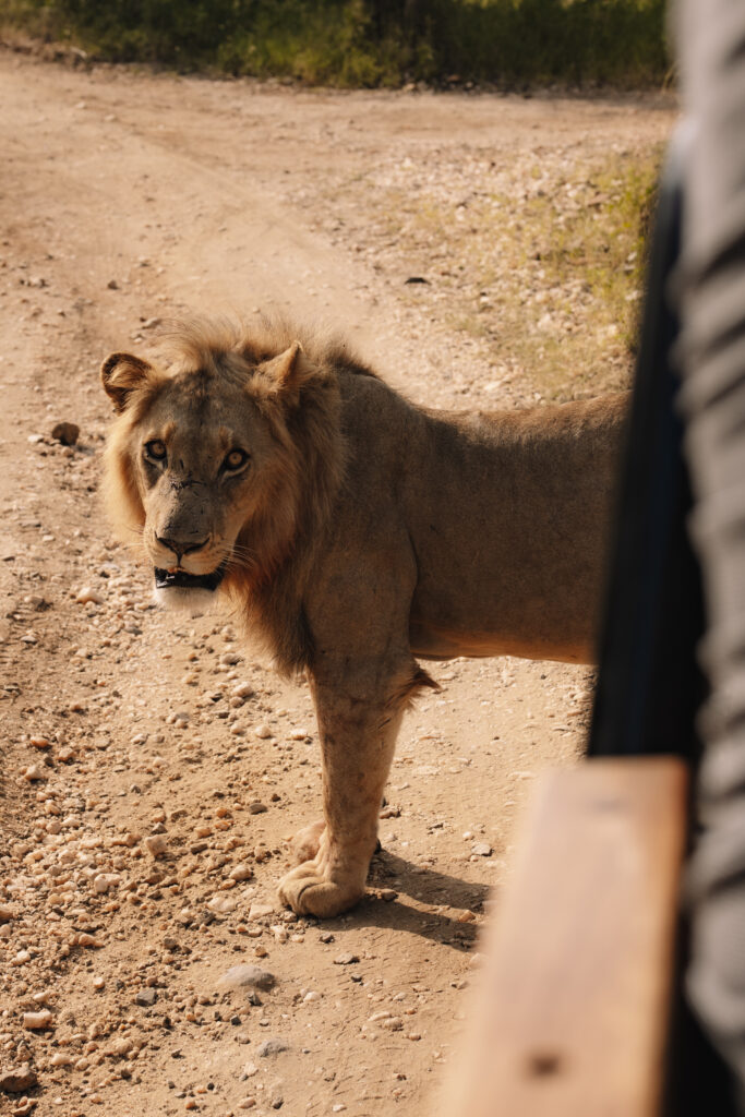 Male lion walking beside an open safari vehicle in South Africa