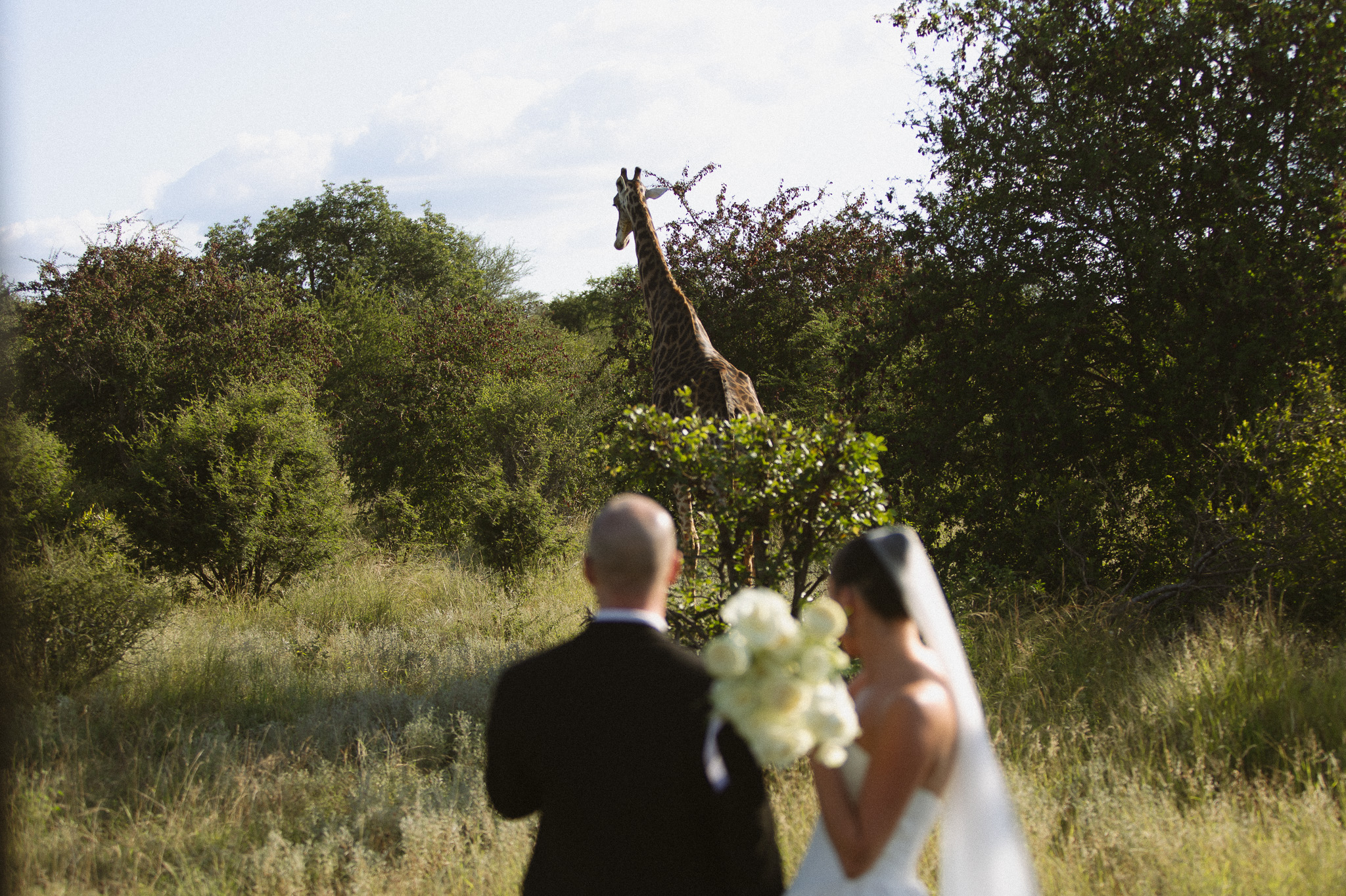 Bride and groom watching a giraffe during their safari elopement in South Africa