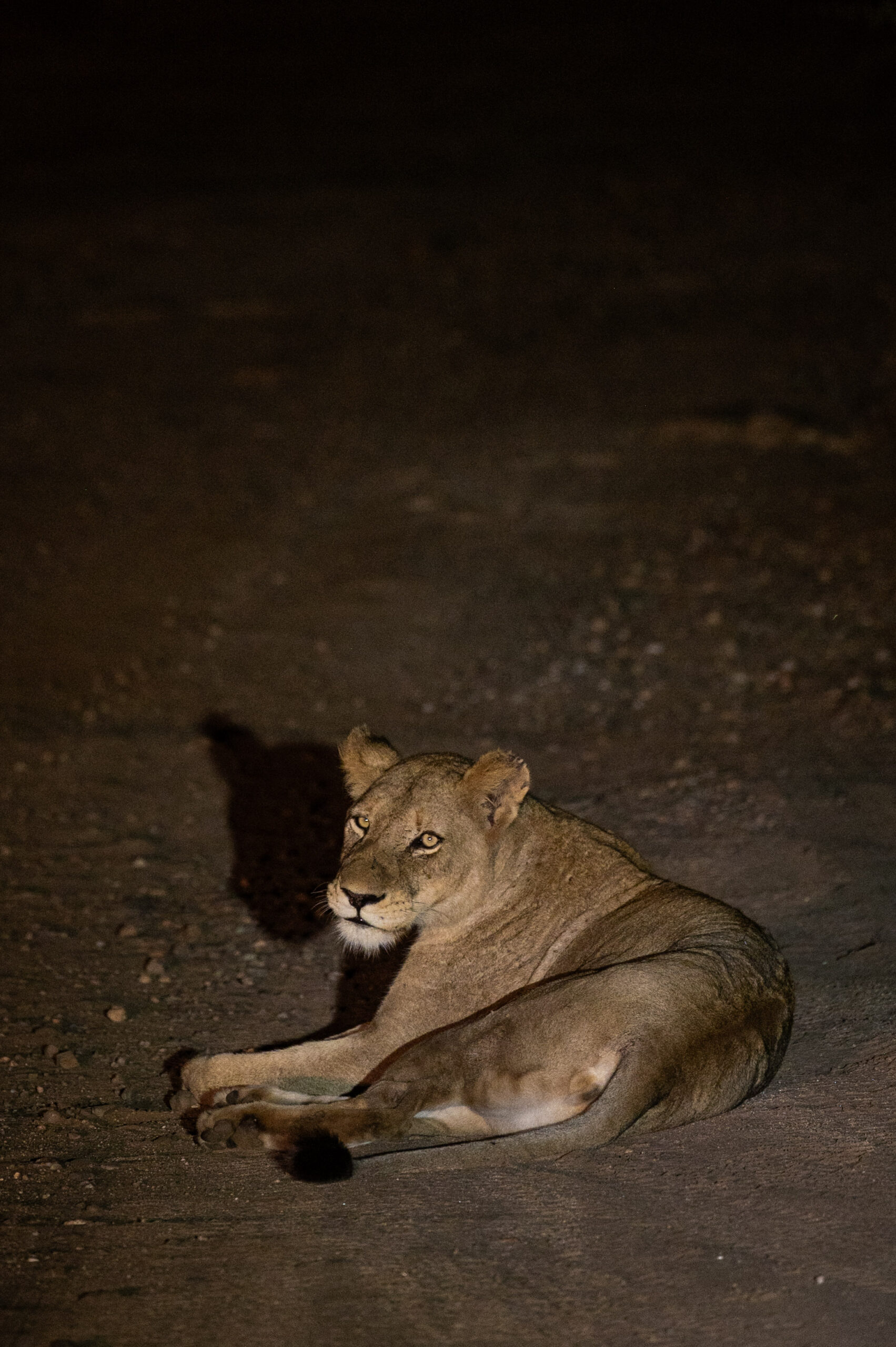 Lioness resting on a reserve road during a nighttime safari drive