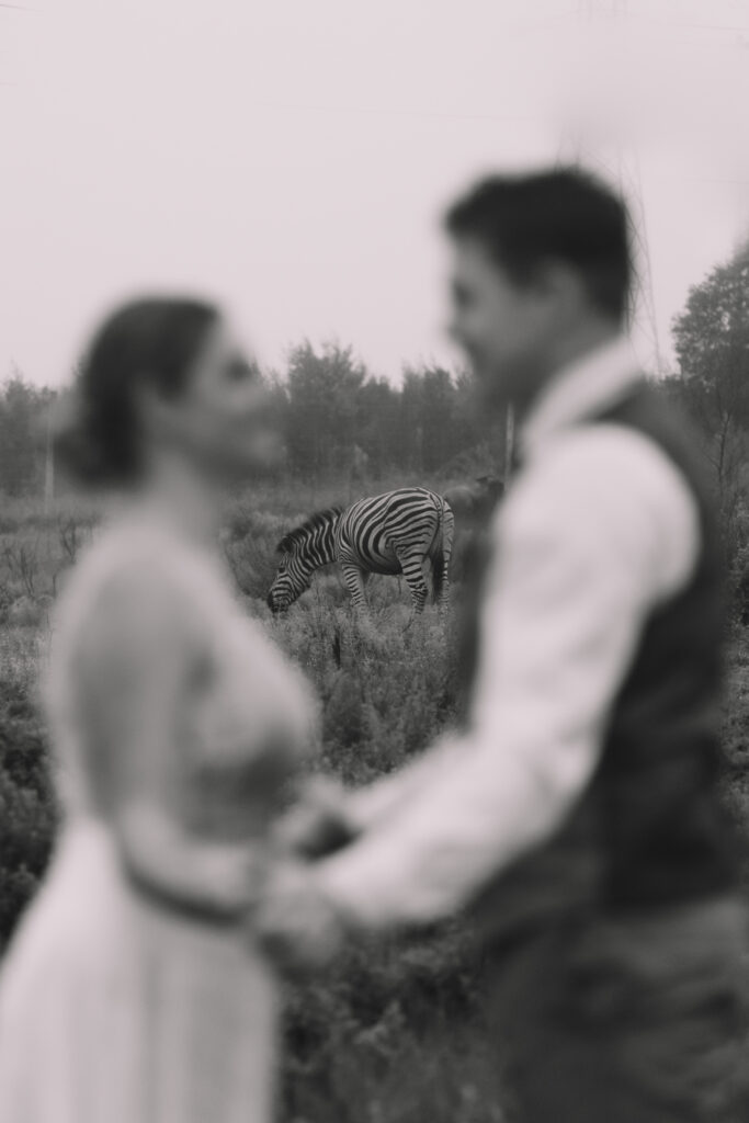 Elopement couple in South Africa holding hands with Zebra's walking in the background