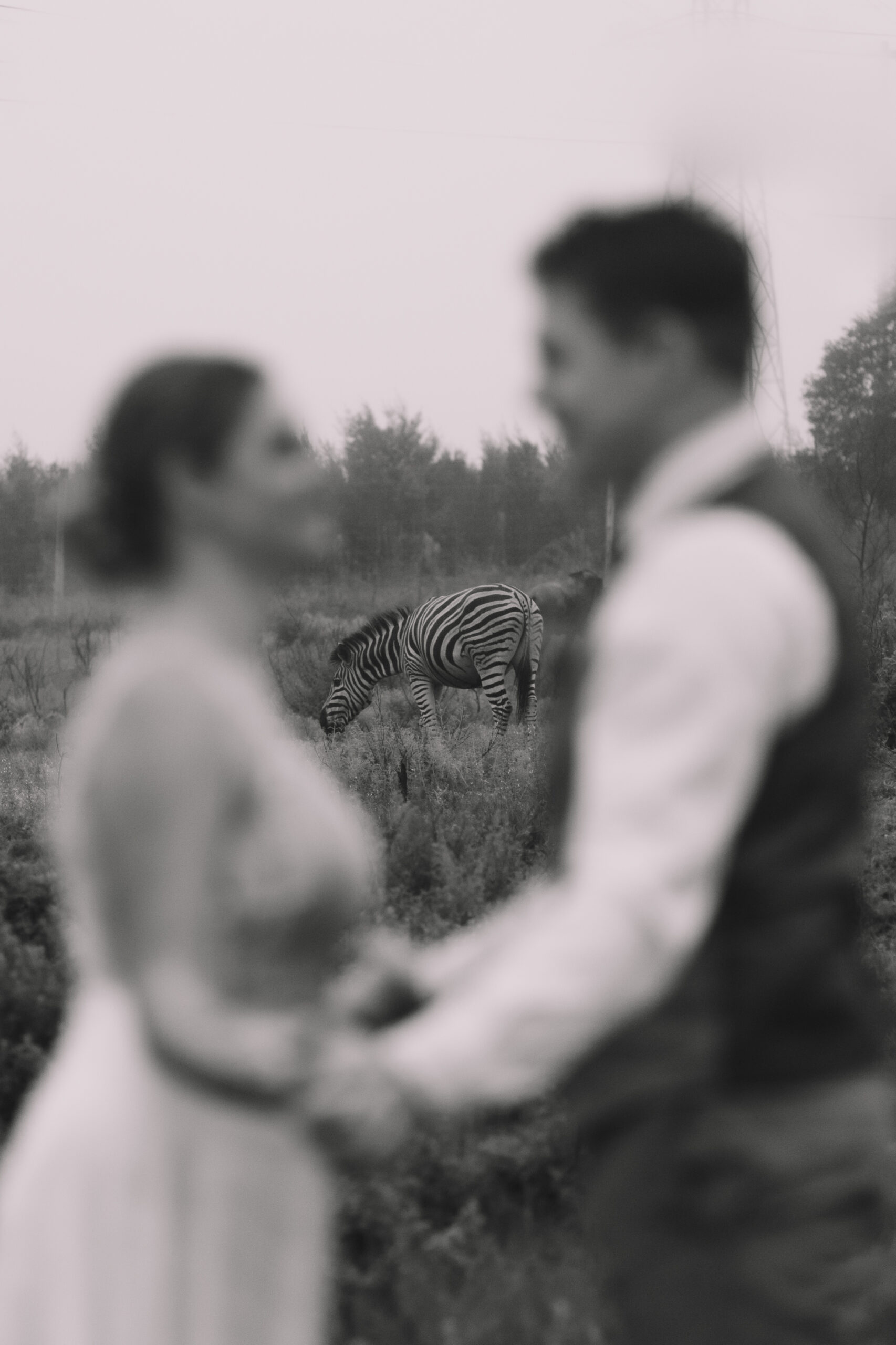 Bride and Groom out of focus holding hands with a zebra in focus in the background