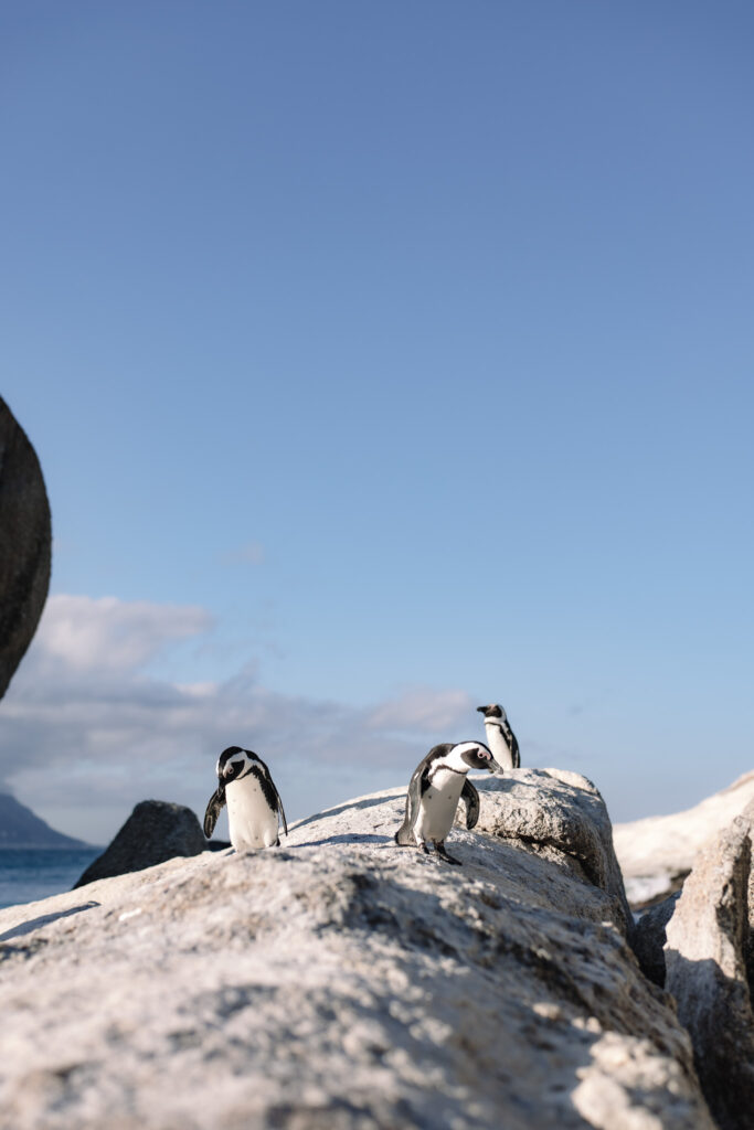 penguins at Boulders beach south africa