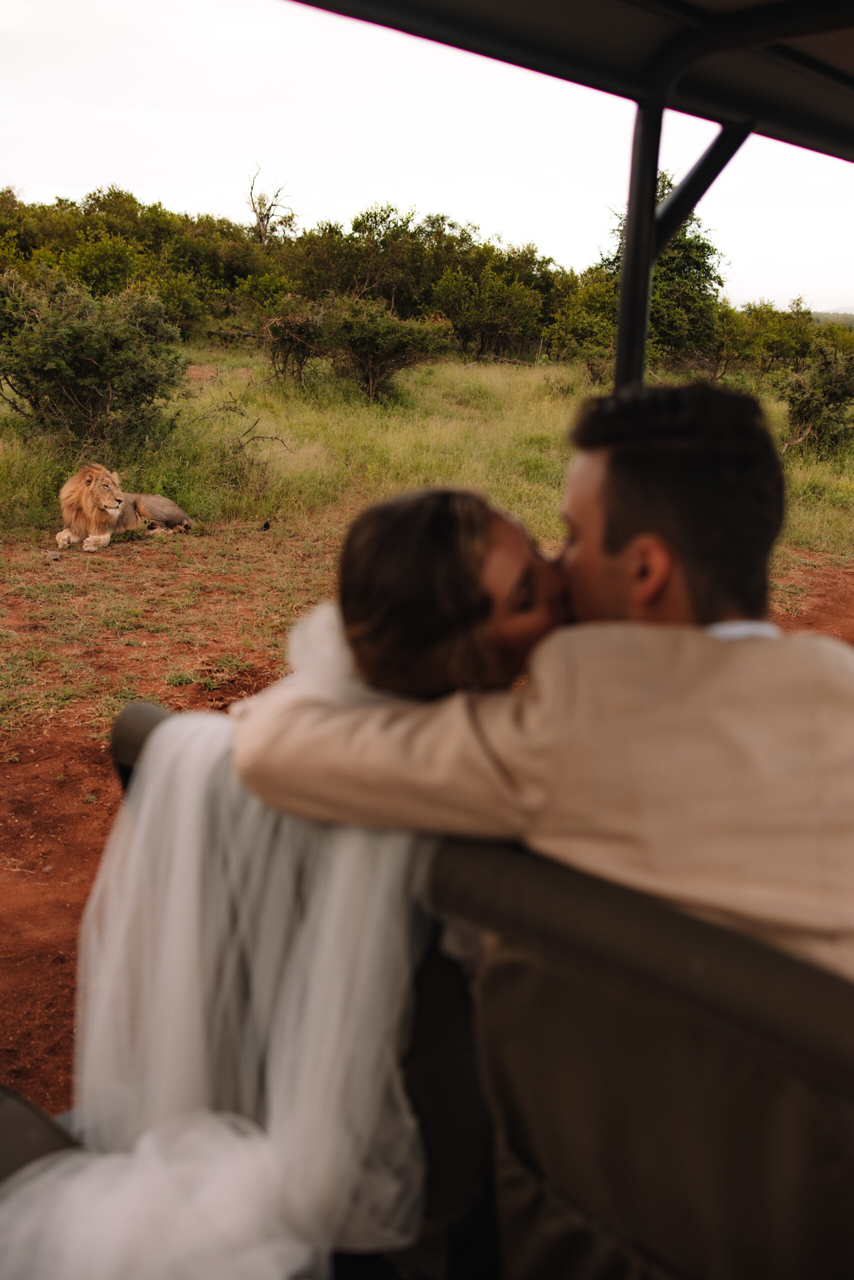 A couple in wedding attire shares a kiss in a safari vehicle while a lion rests in the grass nearby.