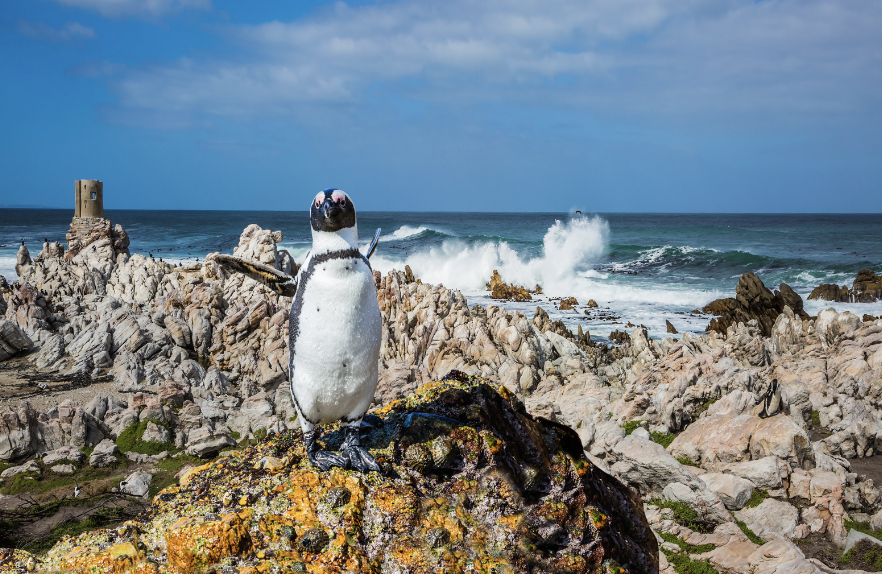 Boulders Beach in South Africa a South Africa elopement location
