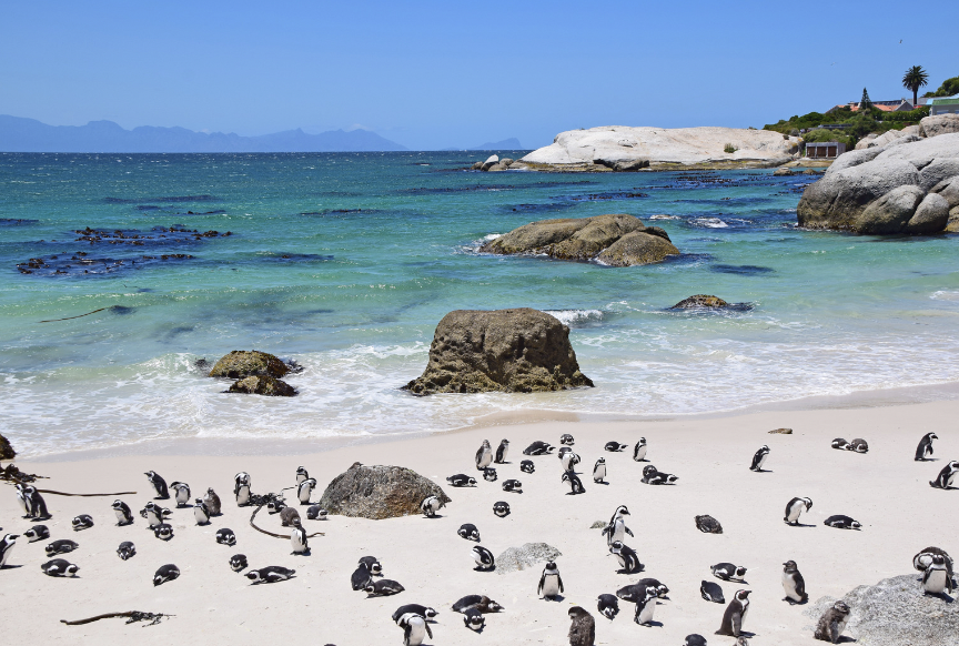 Boulders Beach in South Africa a South Africa elopement location
