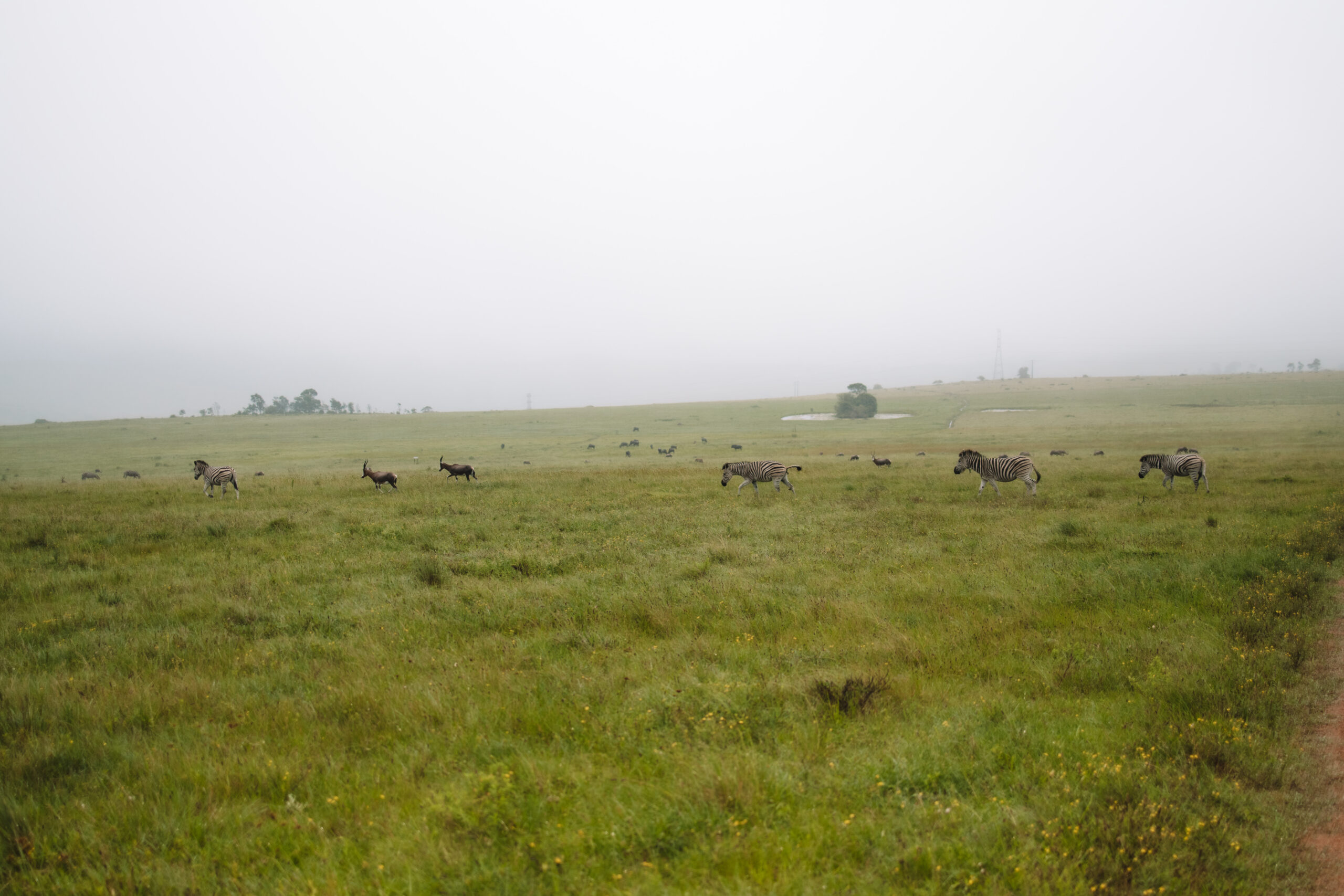 A misty field with zebras grazing in the background