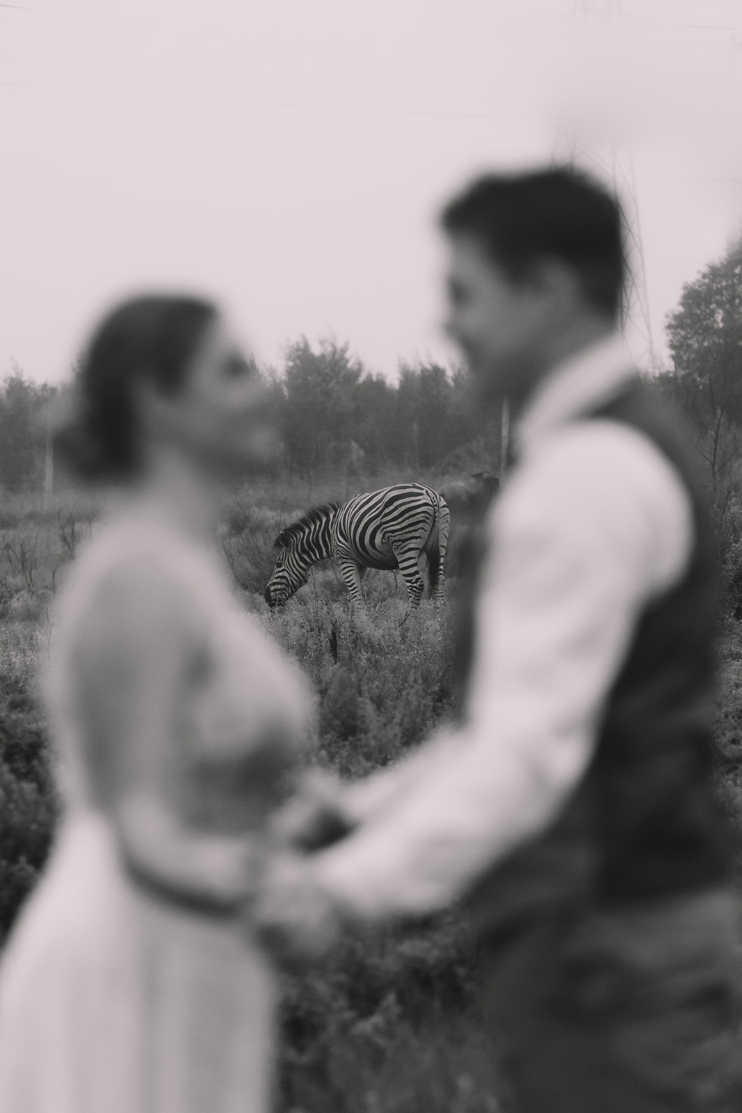 Black and white photo of bride and groom holding hands in front of Zebras at their destination wedding in South Africa