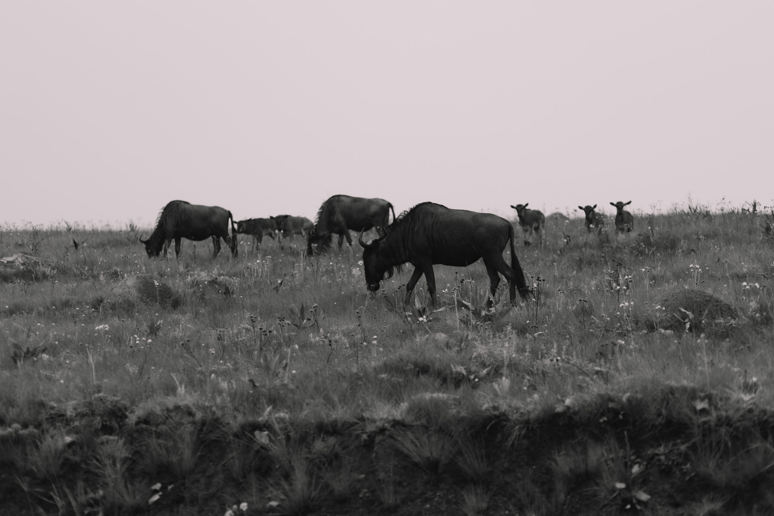 Black and white photo of safari animals at a destination wedding in South Africa