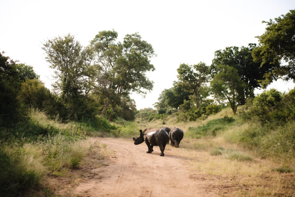 Rhinos walking in the road in the South African bush