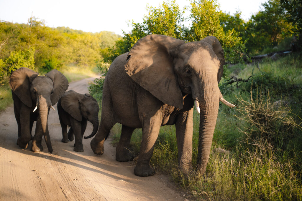 Elephants walking the road in the South African bush