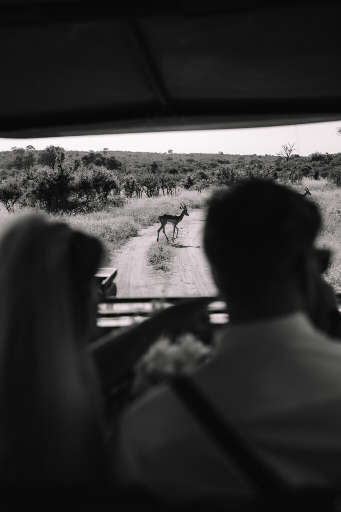 Bride and groom riding on the safari vehicle watching wild animals