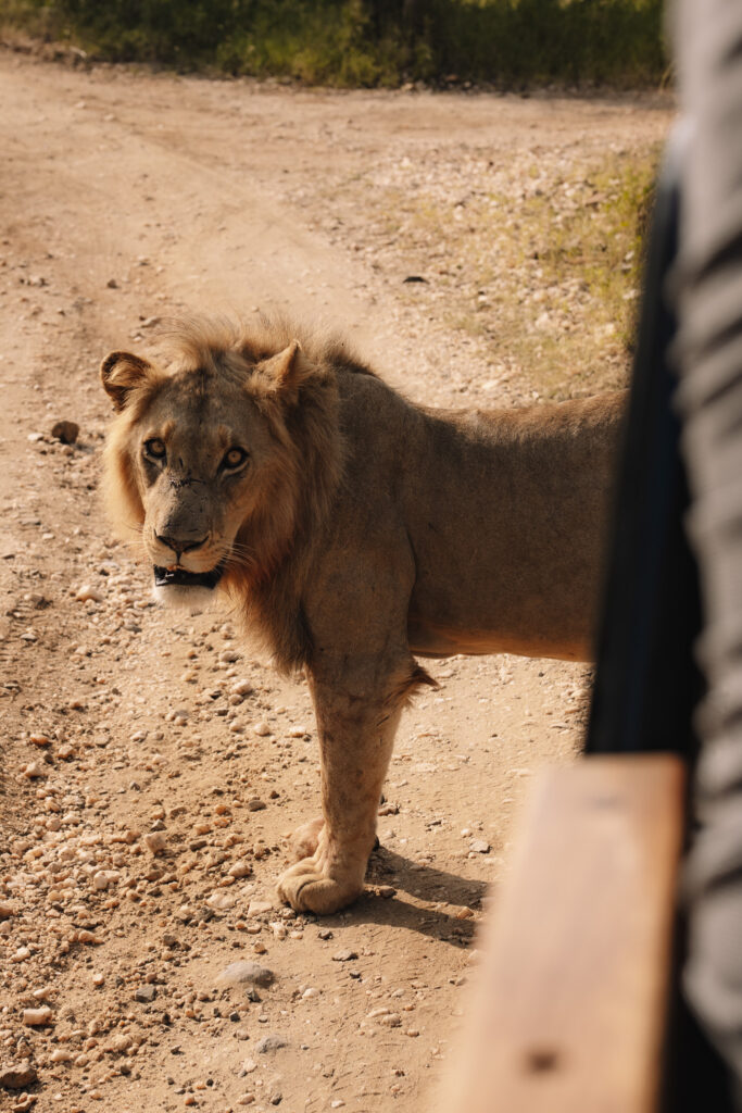 Beautiful male lion close to the safari vehicle while on safari in South Africa