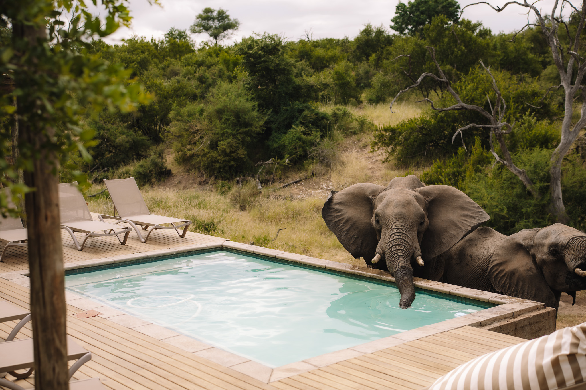 Elephants drinking out of the pool at Isambane safari lodge