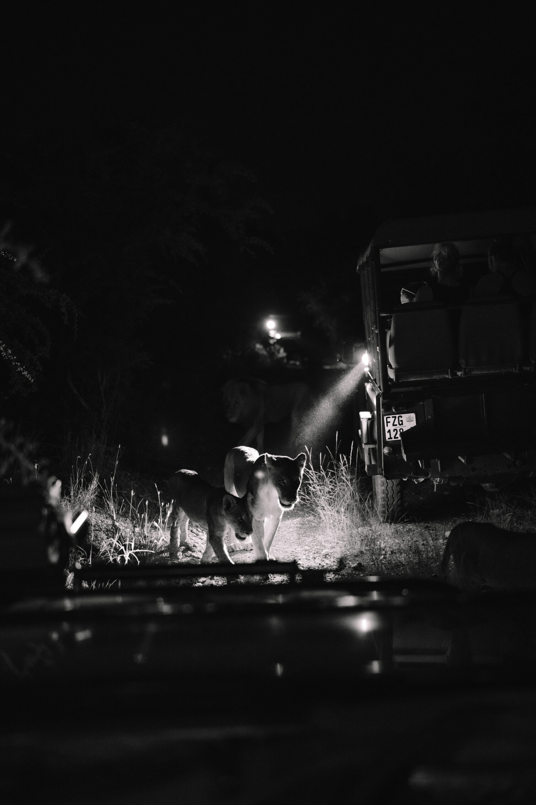 Lion sighting at night during a safari ride