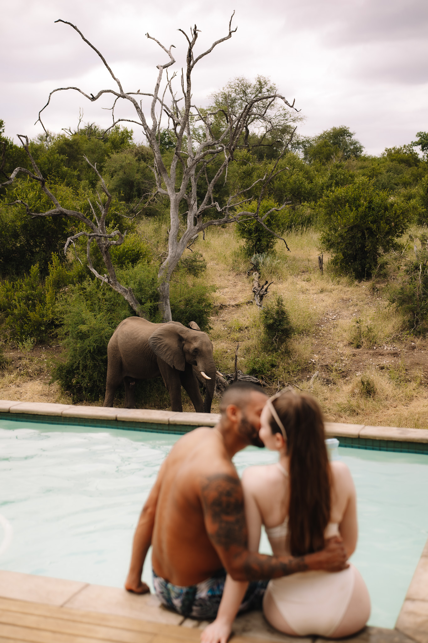 Pre-safari elopement swimming couple at the pool with an elephant in the background