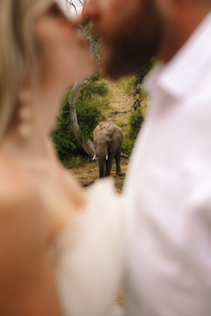 Bride and Groom kissing during their safari elopement in South Africa, while an elephant grazes in the background