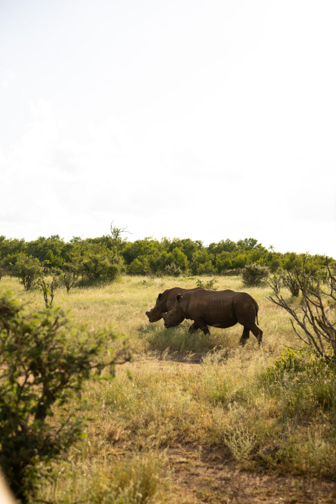 Rhinos walking in the bushveld in the Outer Kruger of South Africa