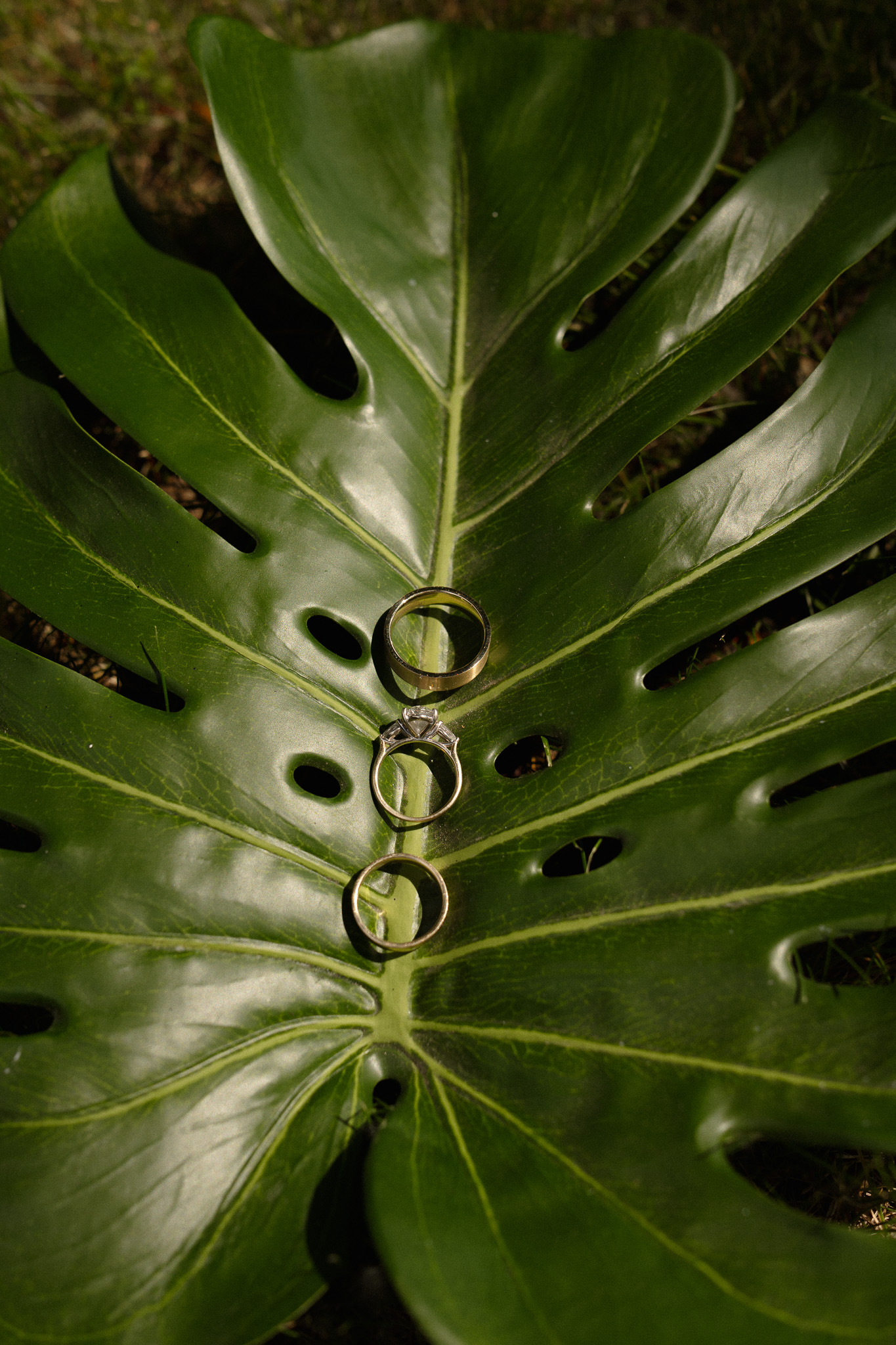 Wedding rings stacked neatly below each other in a line on a Monstor leaf