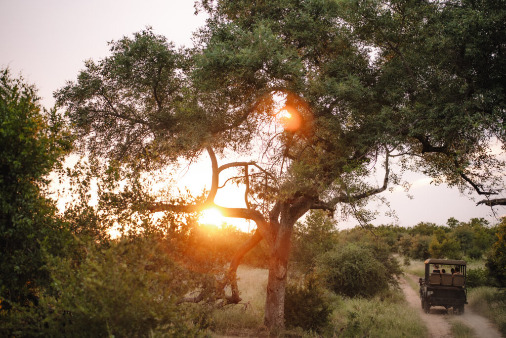 Golden-hour safari scene with sunlight filtering through trees as a game drive vehicle moves along a dirt road, capturing the peaceful rhythm of the African bush.
