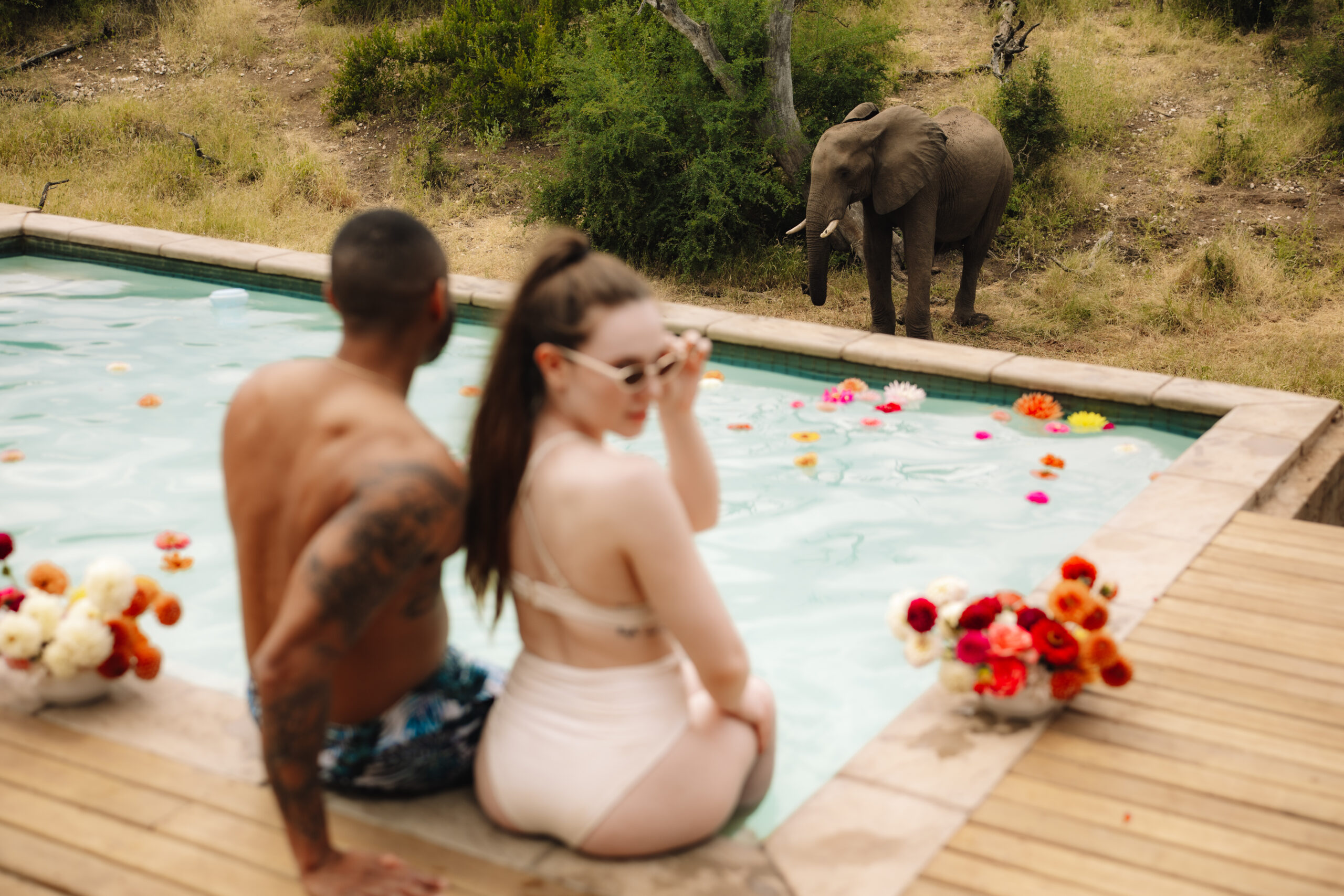 Cape Town elopement couple sitting at a lodge pool as an elephant drinks nearby, flowers floating in the water