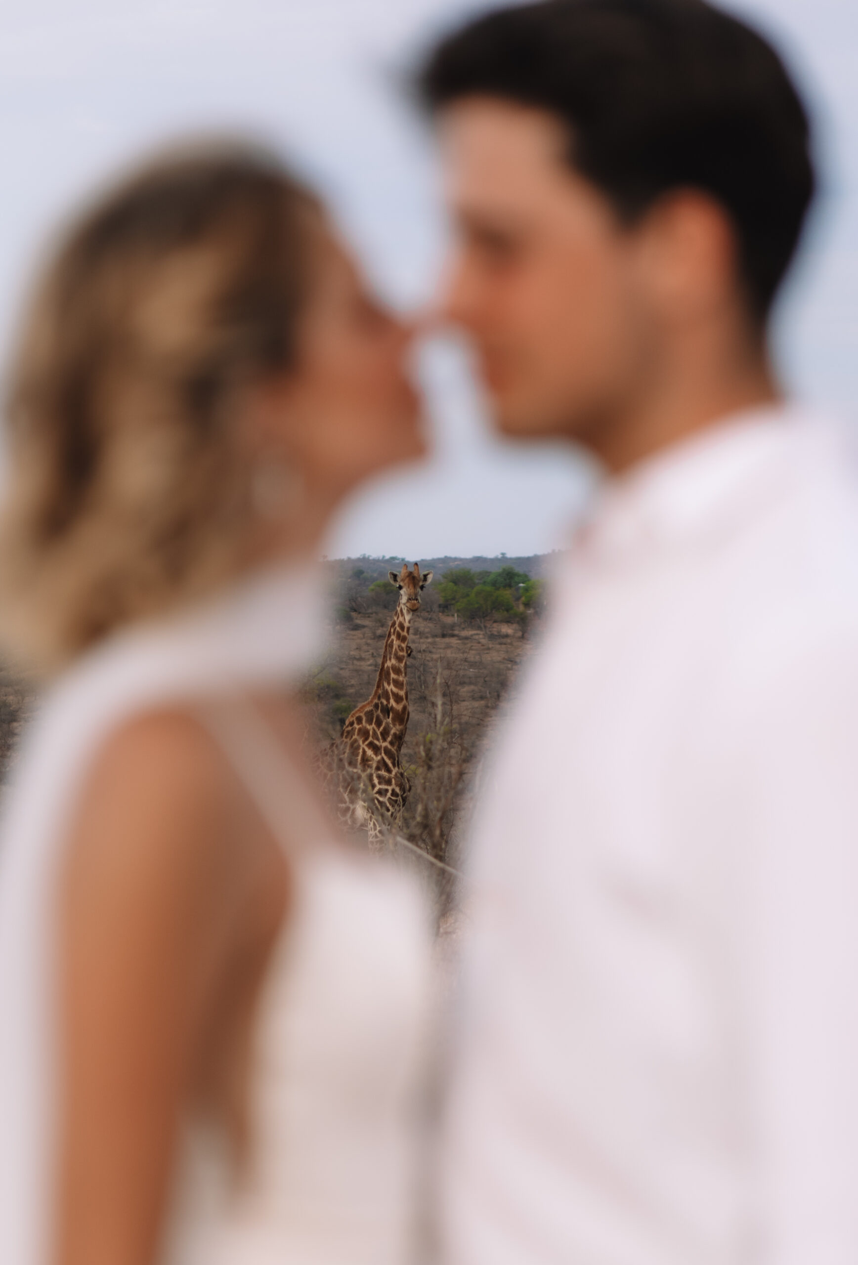 Bride and groom softly out of focus while a giraffe stands clearly in the distance behind them