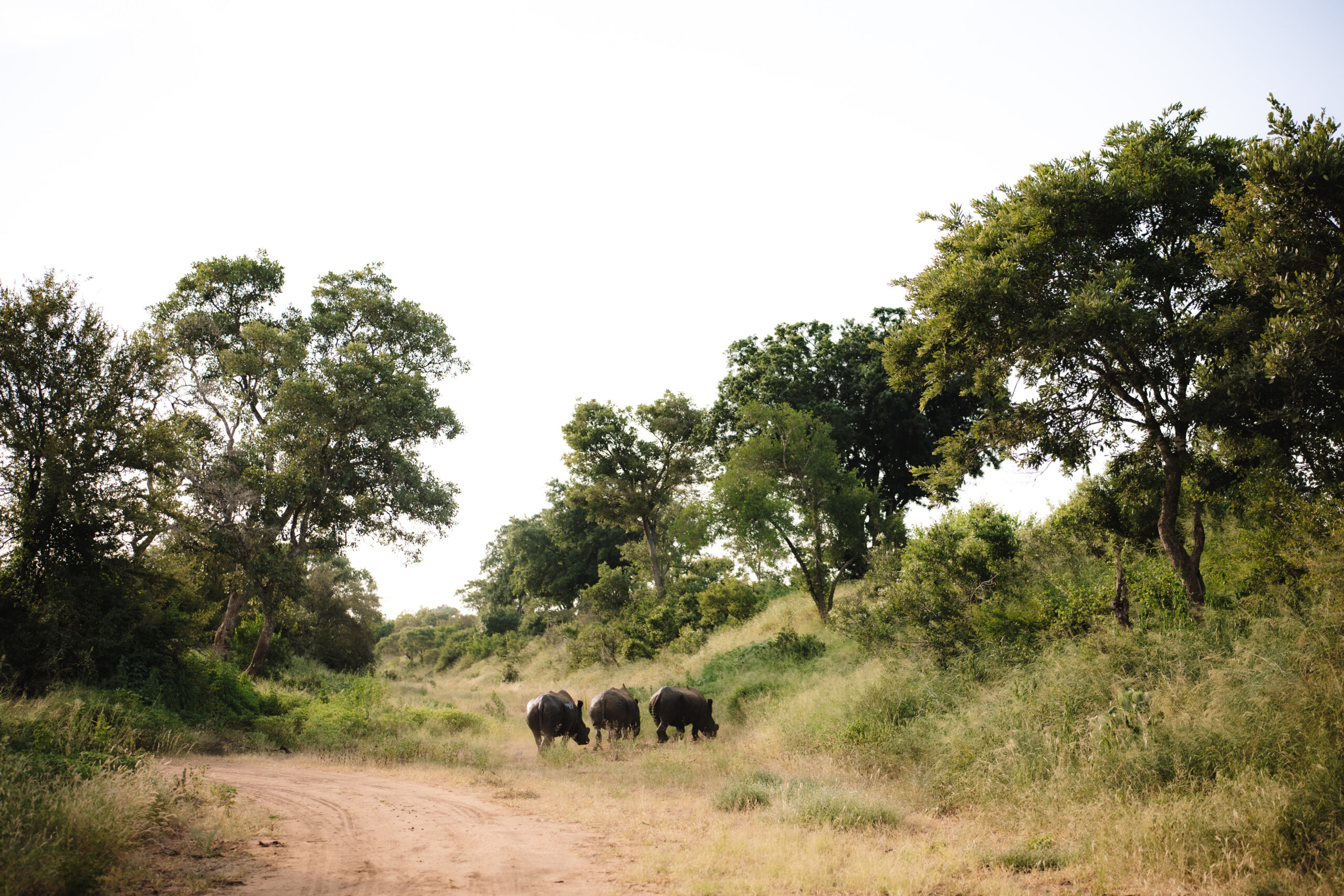 Wild rhinos walking along a safari road surrounded by trees and tall grass