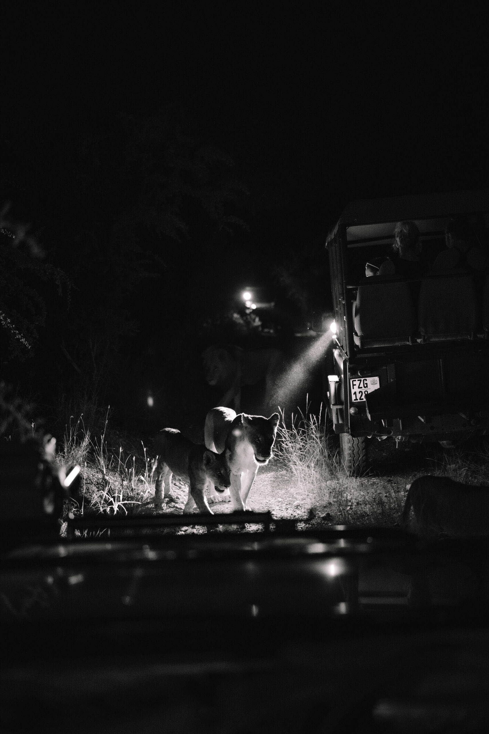Nighttime safari scene with a wild animal illuminated by vehicle lights during a luxury South Africa safari