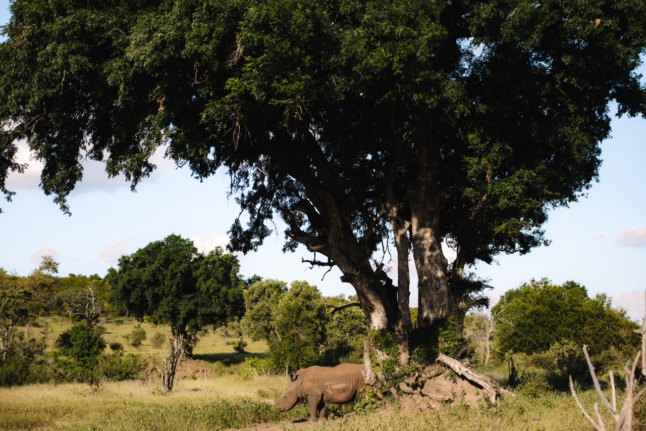 Rhinoceros standing beneath a large tree in the African bush during a safari experience