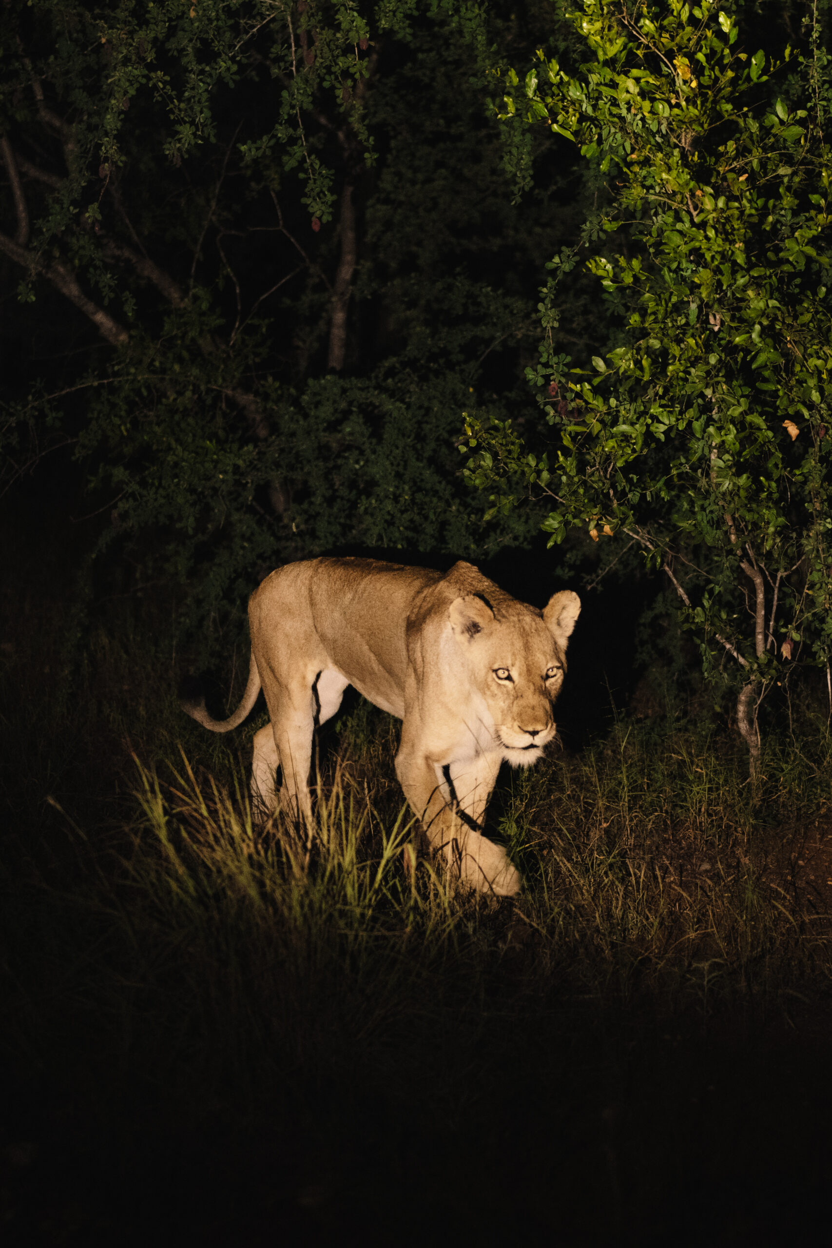 Lion stalking through tall grass in South Africa at night