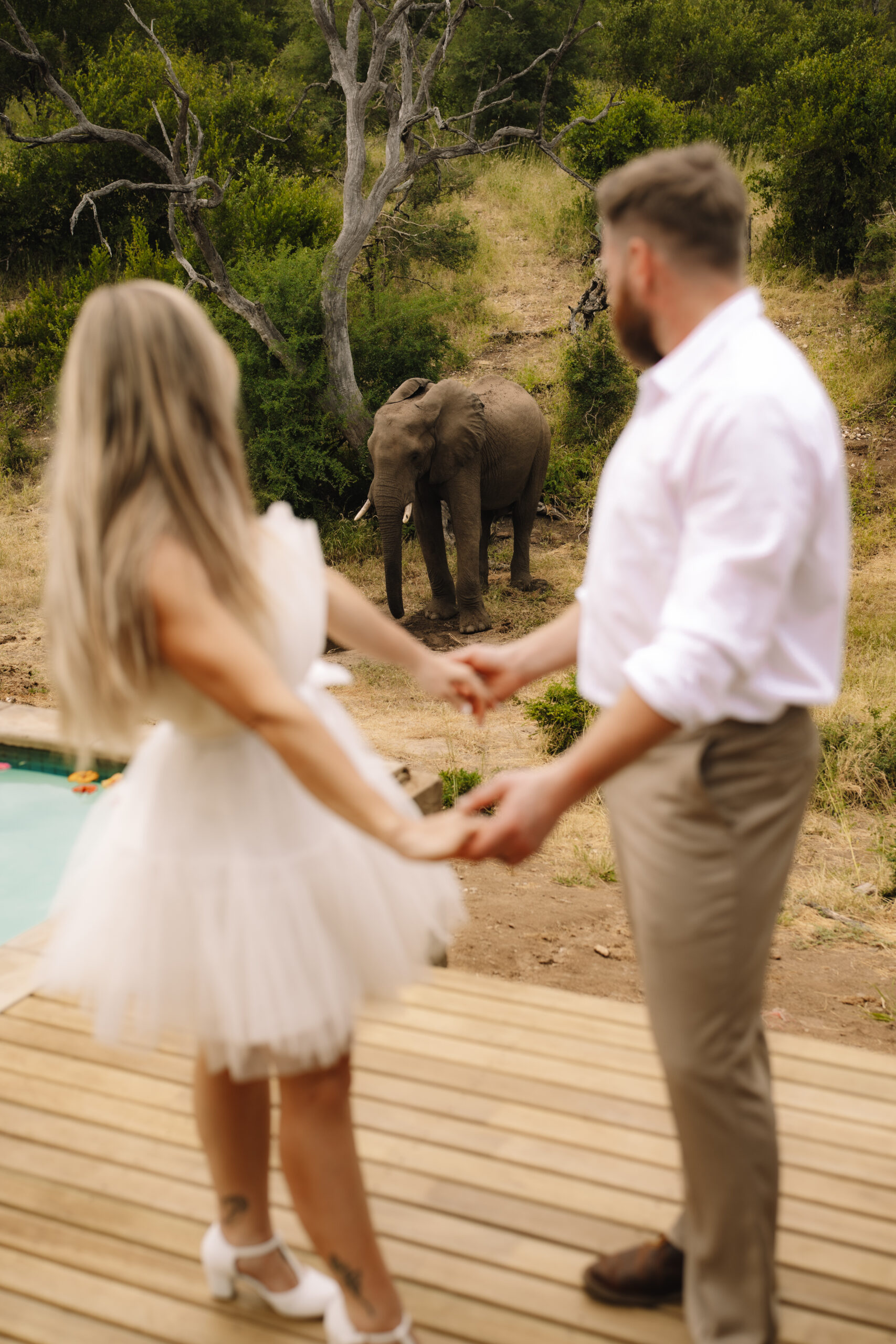 Bride and groom holding hands on a wooden deck while watching an elephant wander past the pool area at a safari lodge.