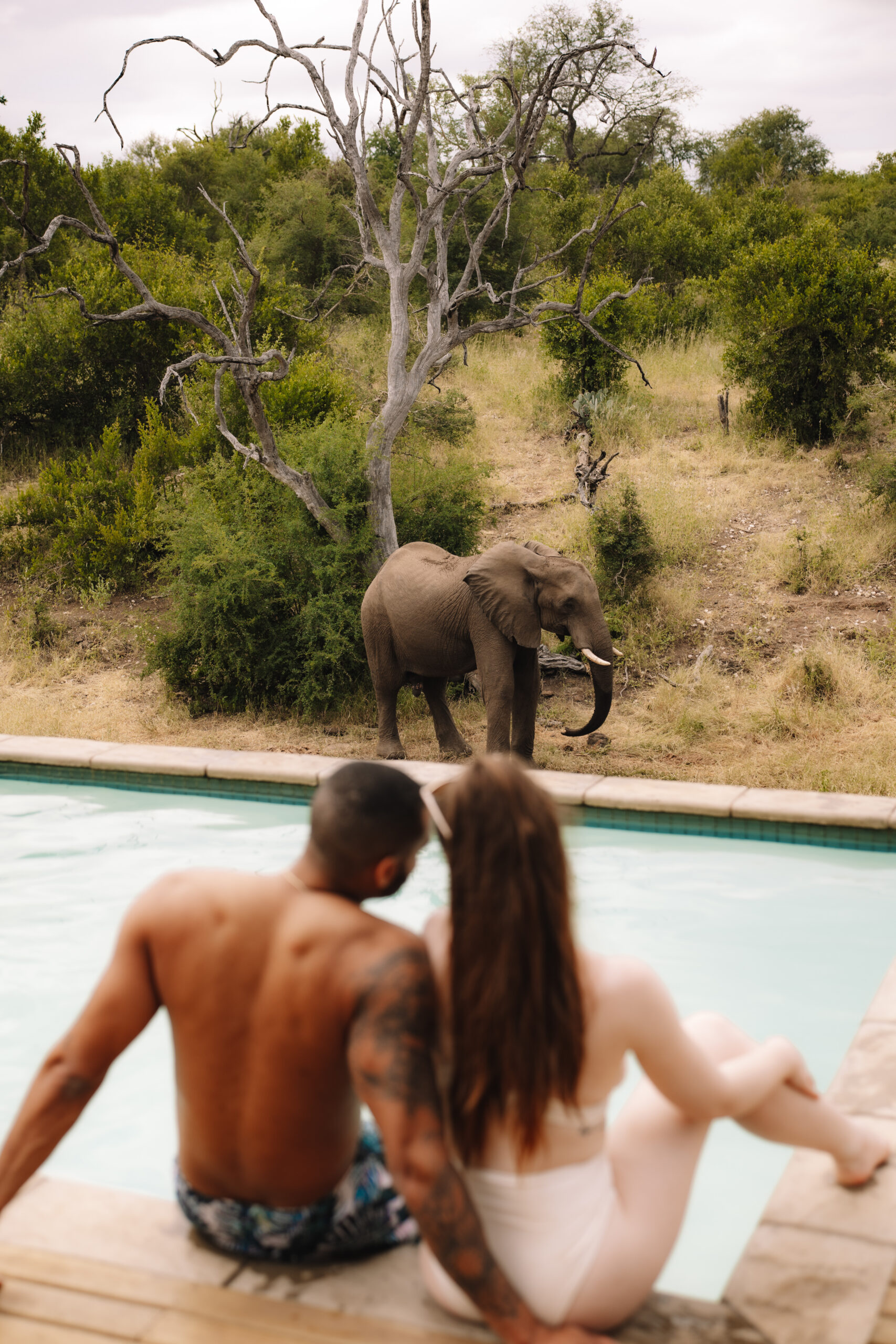 Couple relaxing by a pool while watching an elephant walk past in a Private Game Reserve in South Africa, capturing an unforgettable safari honeymoon moment.