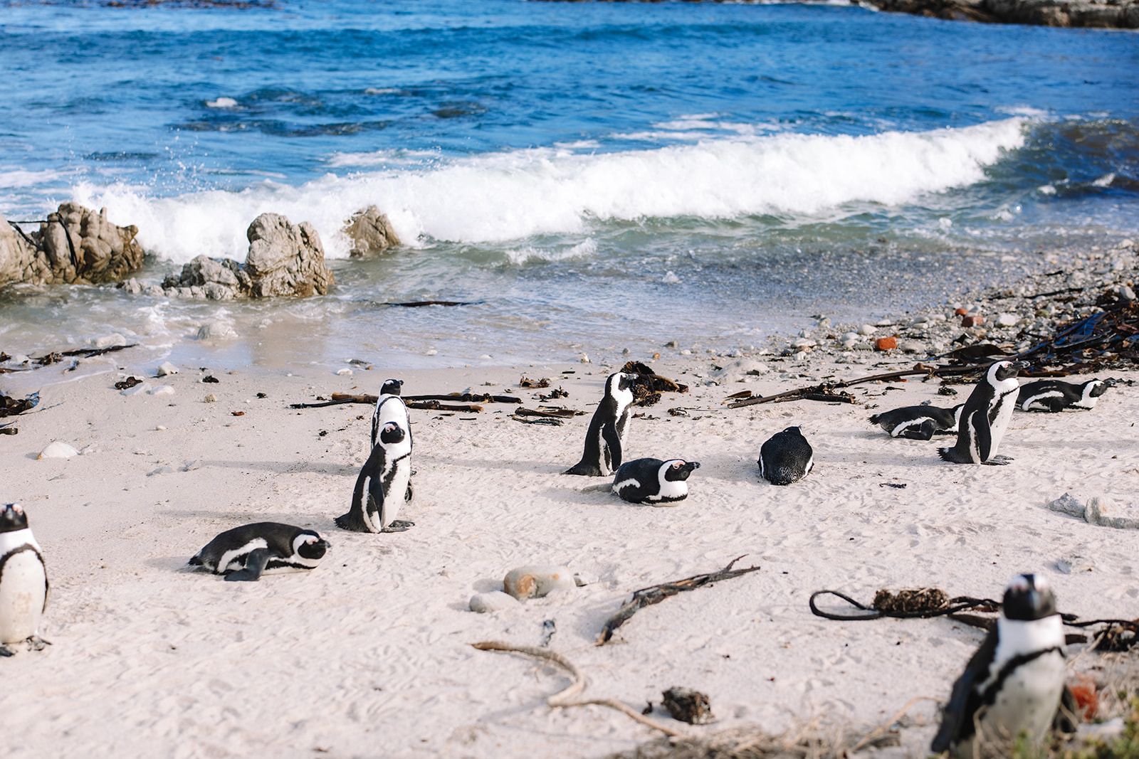 African penguins along the shoreline at Betty’s Bay near the wedding location