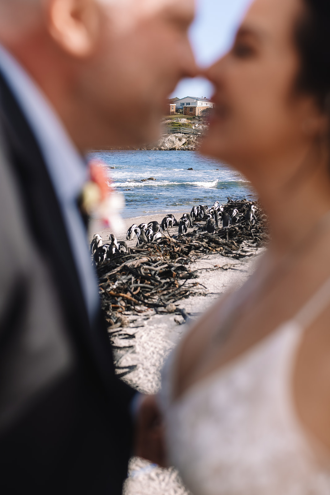 Penguins gathered behind a couple during their stony point nature reserve wedding