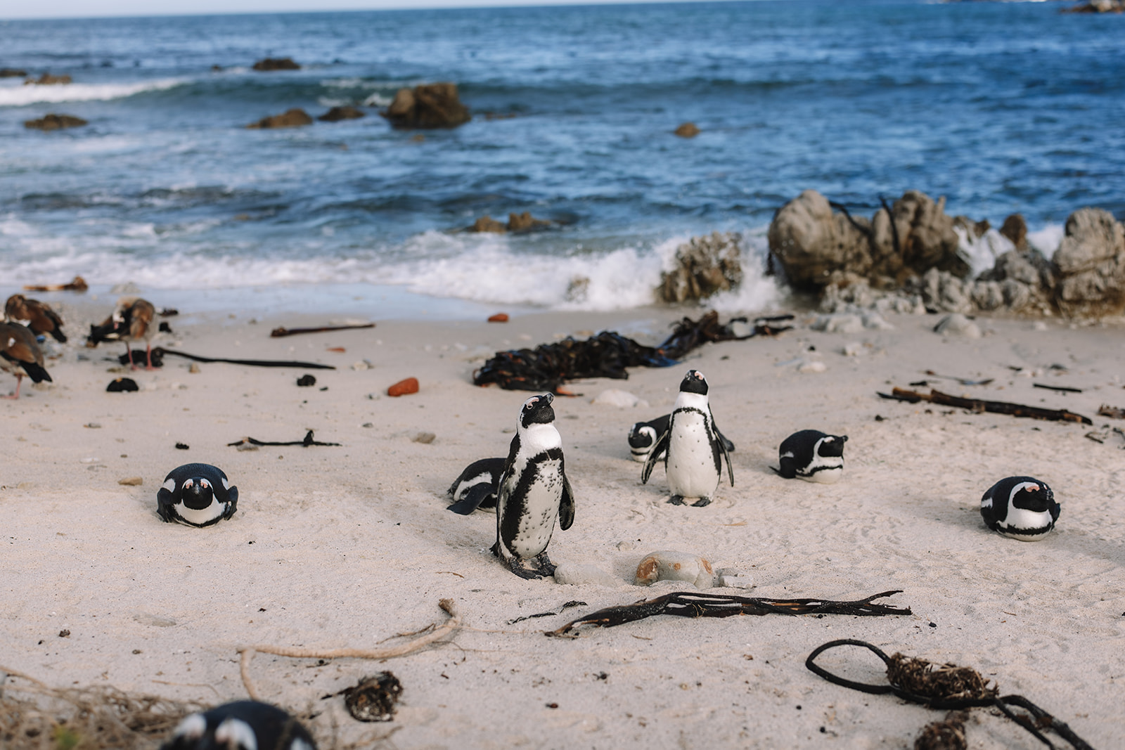 Penguins on the beach at Stony Point Nature Reserve in South Africa