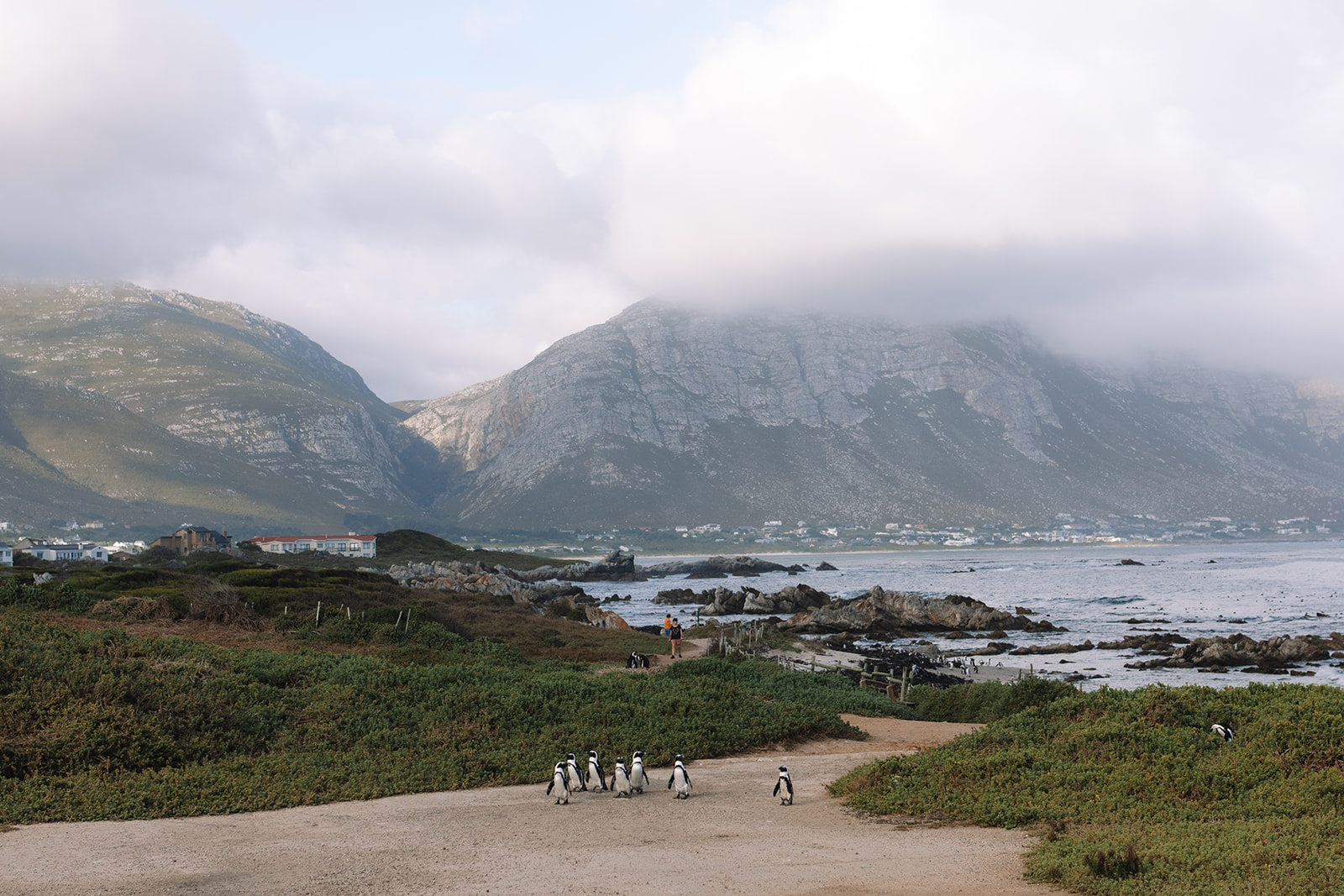 Coastal landscape of a stony point nature reserve wedding in the Western Cape