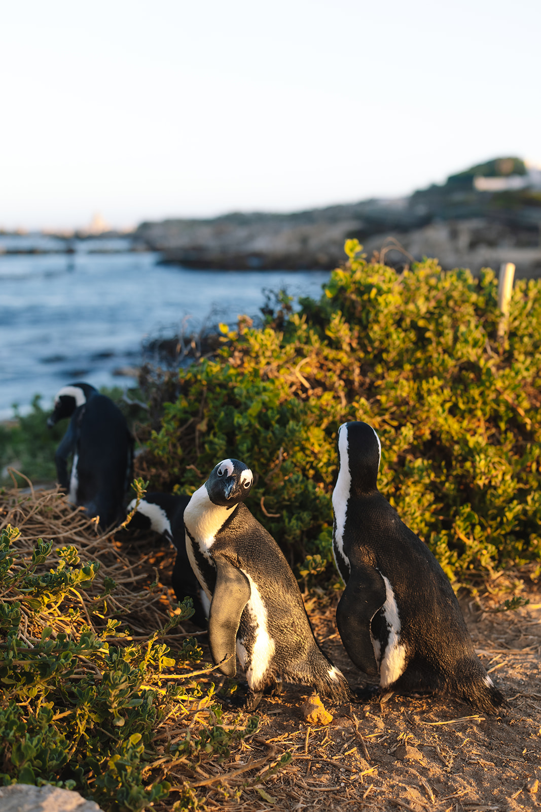 African penguins at Stony Point during a stony point nature reserve wedding in Betty’s Bay