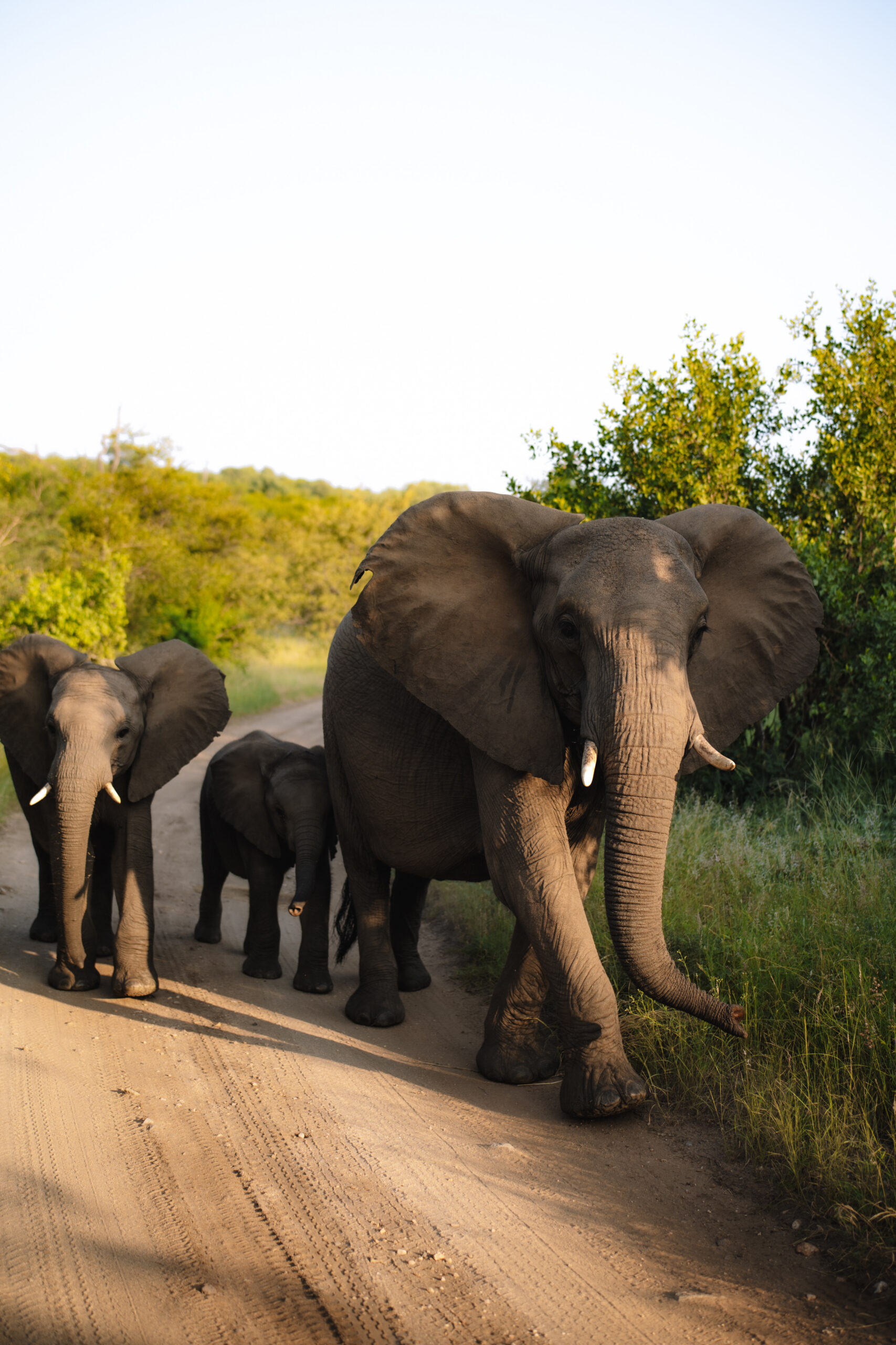 Elephant family crossing a dirt road during a safari elopement in South Africa.