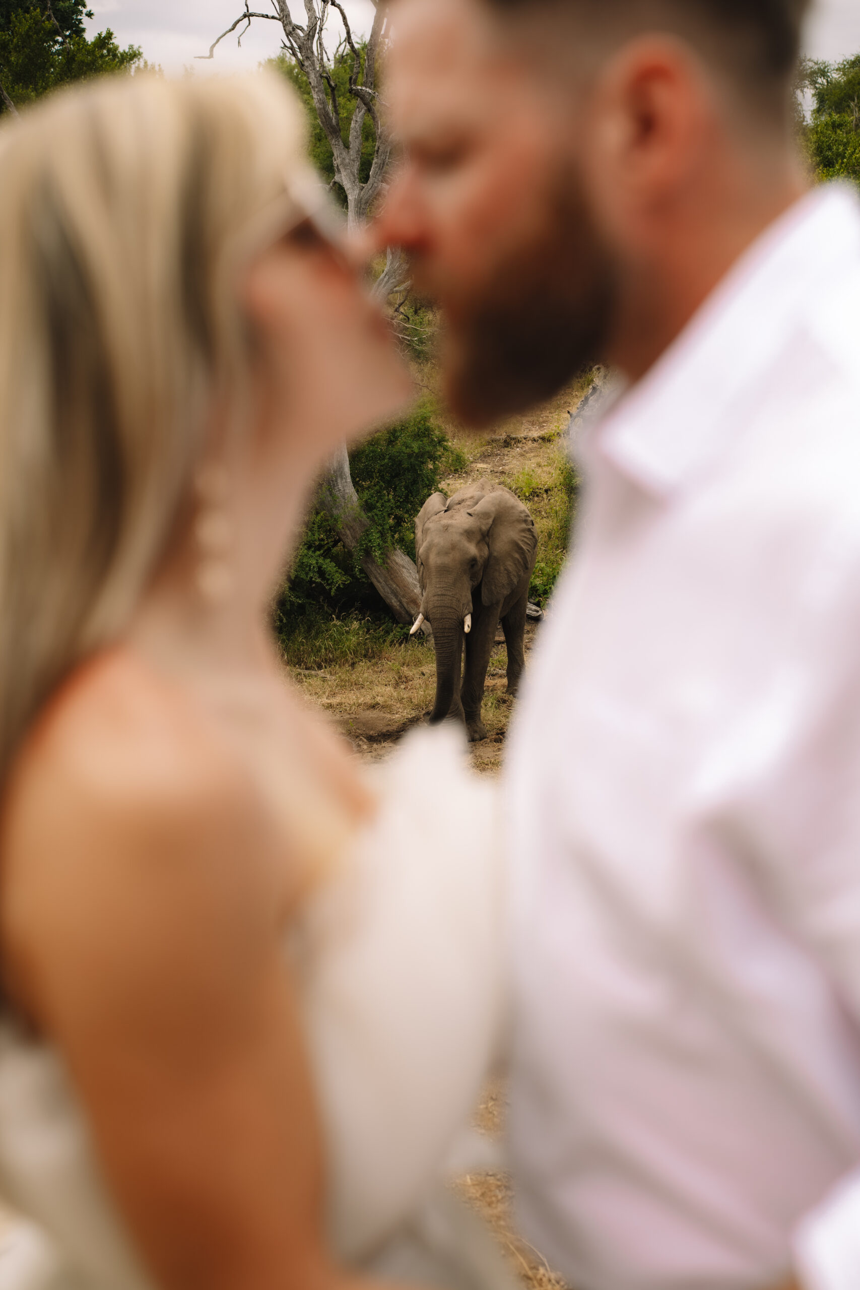 Elephant in the background of a romantic safari elopement in South Africa.