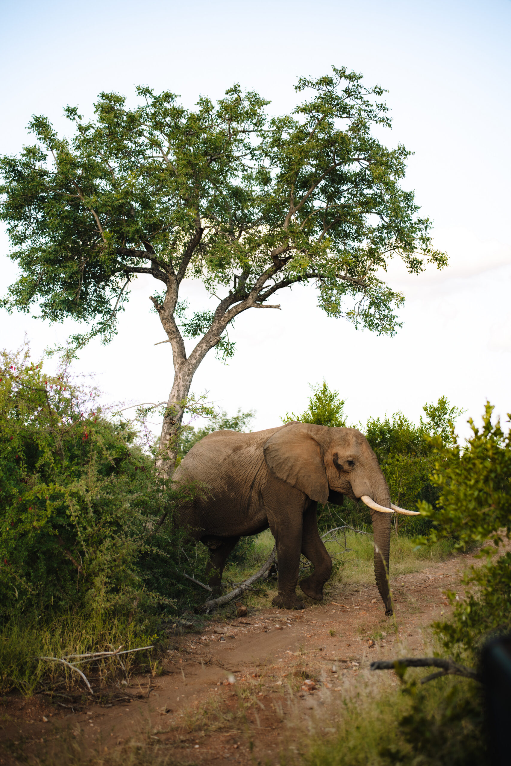 Elephant walking through bushveld during a safari elopement in South Africa.