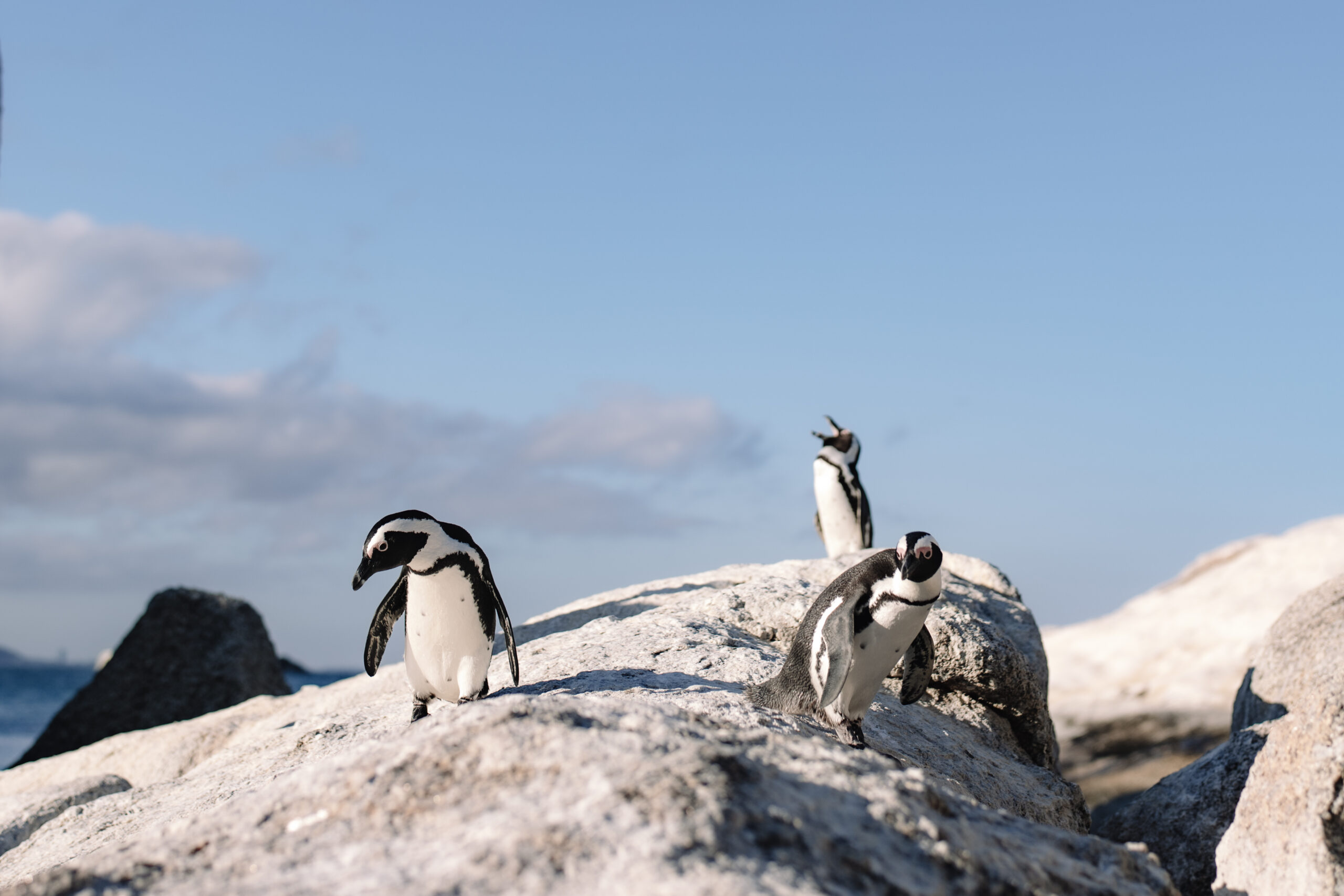 African penguins walking across coastal rocks during a Cape Town honeymoon visit to Boulders Beach.