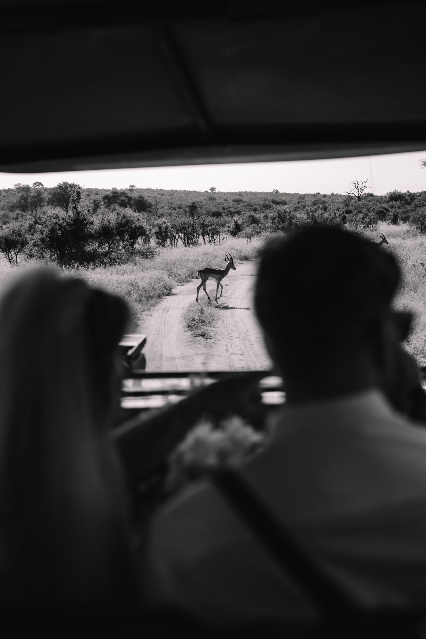 View from a safari vehicle of wildlife crossing the road during a safari elopement in Africa experience