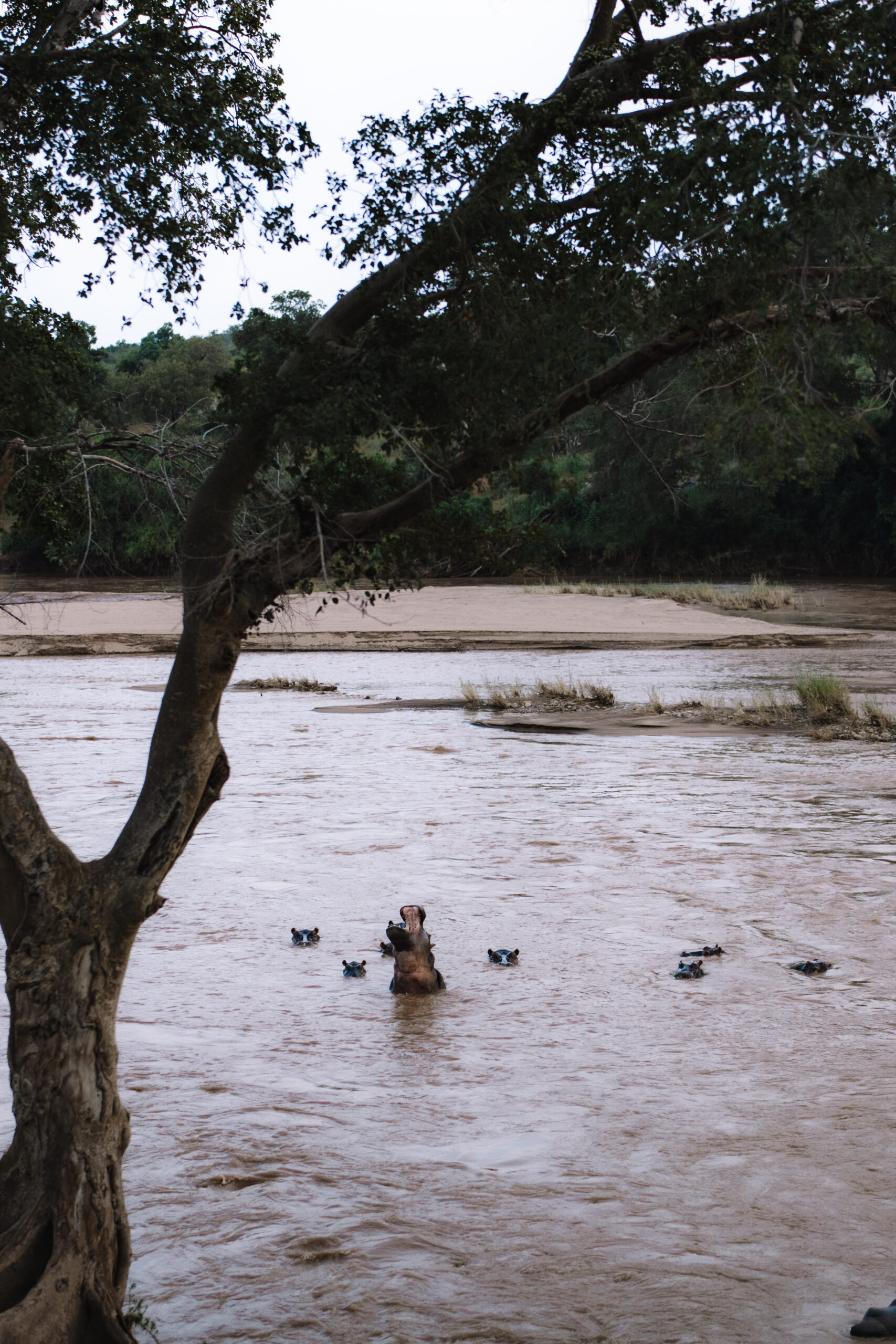 Hippos standing in a river surrounded by trees during a game drive on a South African safari