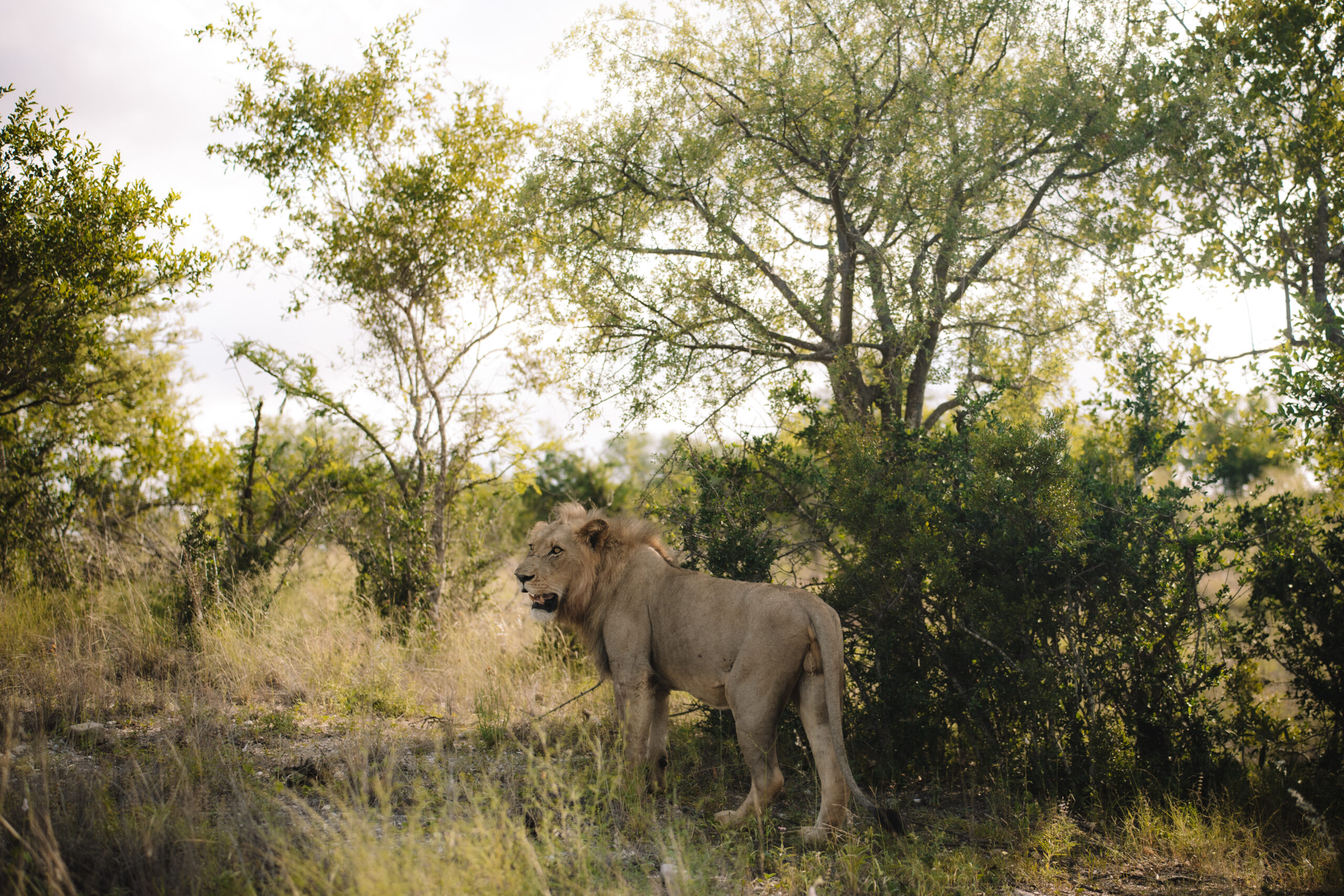 Male lion standing in tall grass during a sunset game drive in a South African private reserve