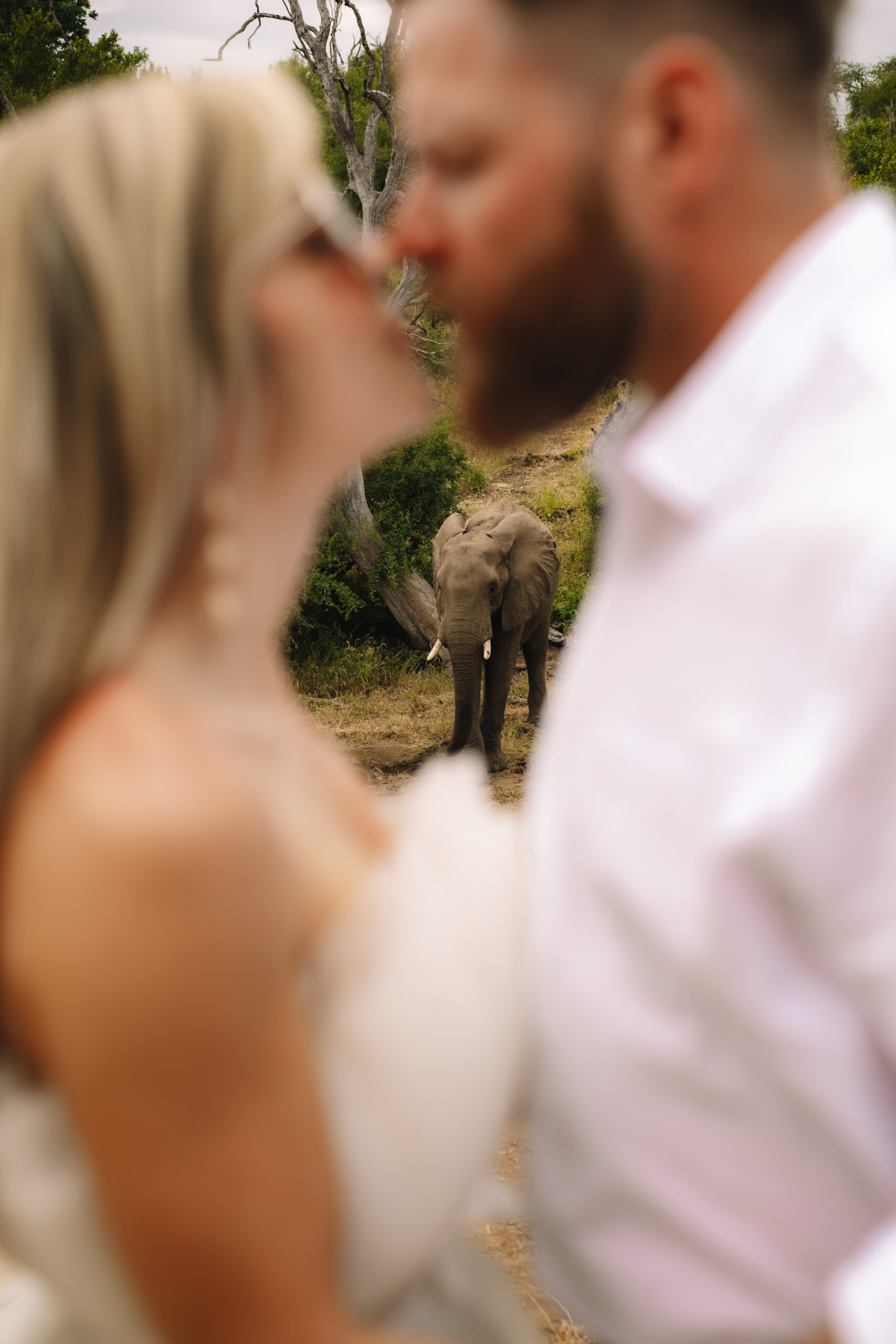 Couple sharing a kiss with an elephant in the background during a safari elopement in Africa