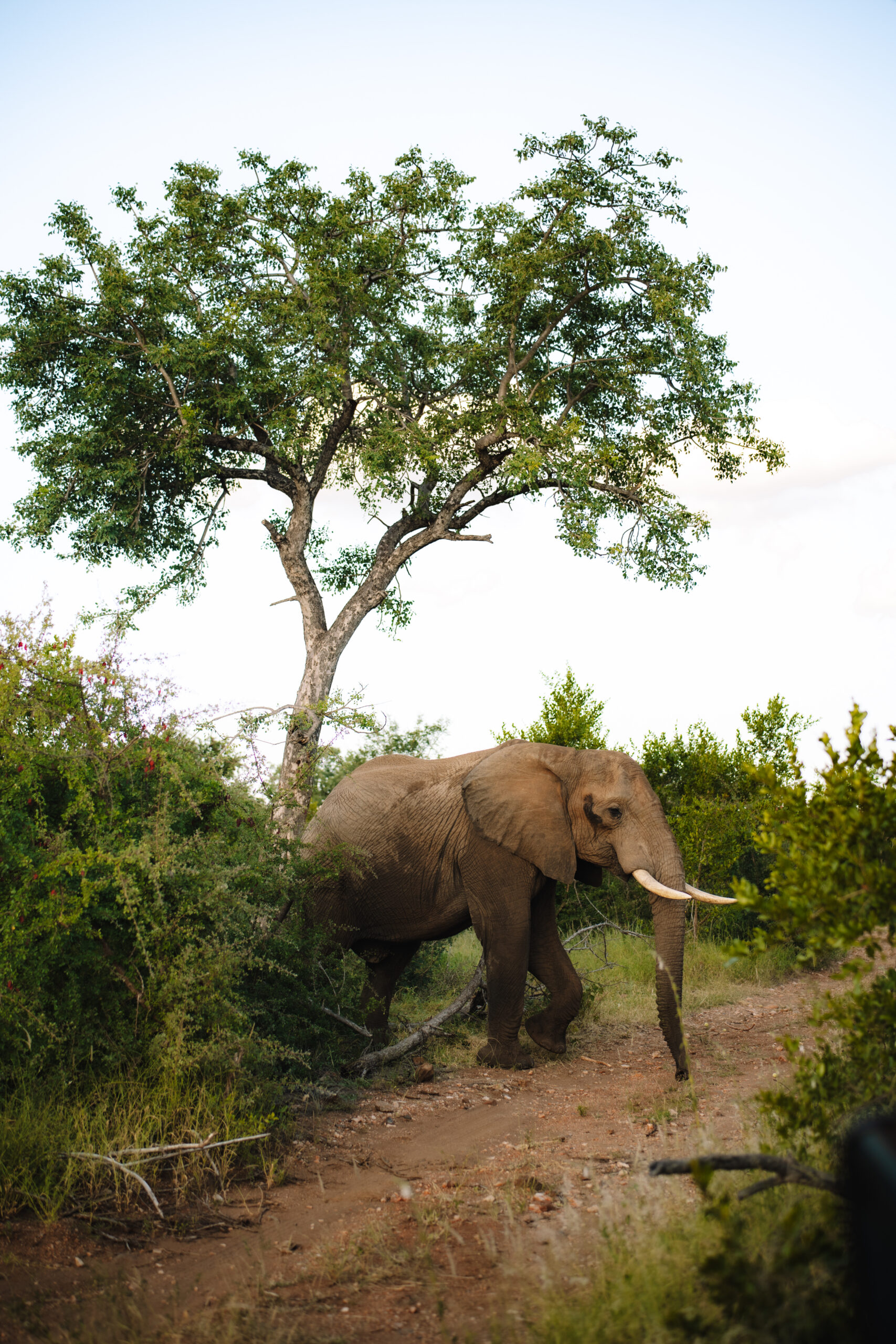 Elephant walking through the bush during a game drive on a safari elopement in Africa