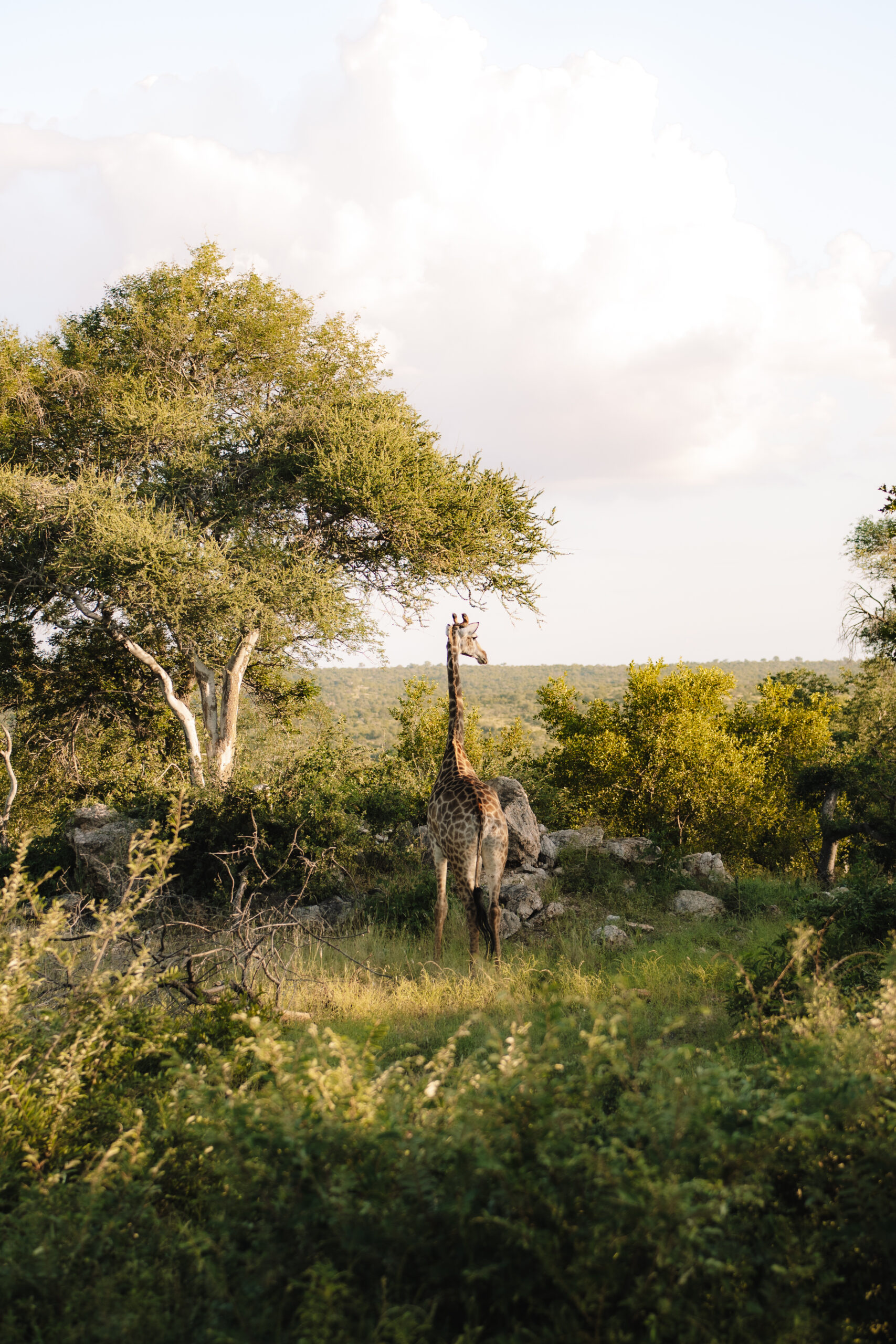 Giraffe standing among trees during a wildlife sighting on a South African safari
